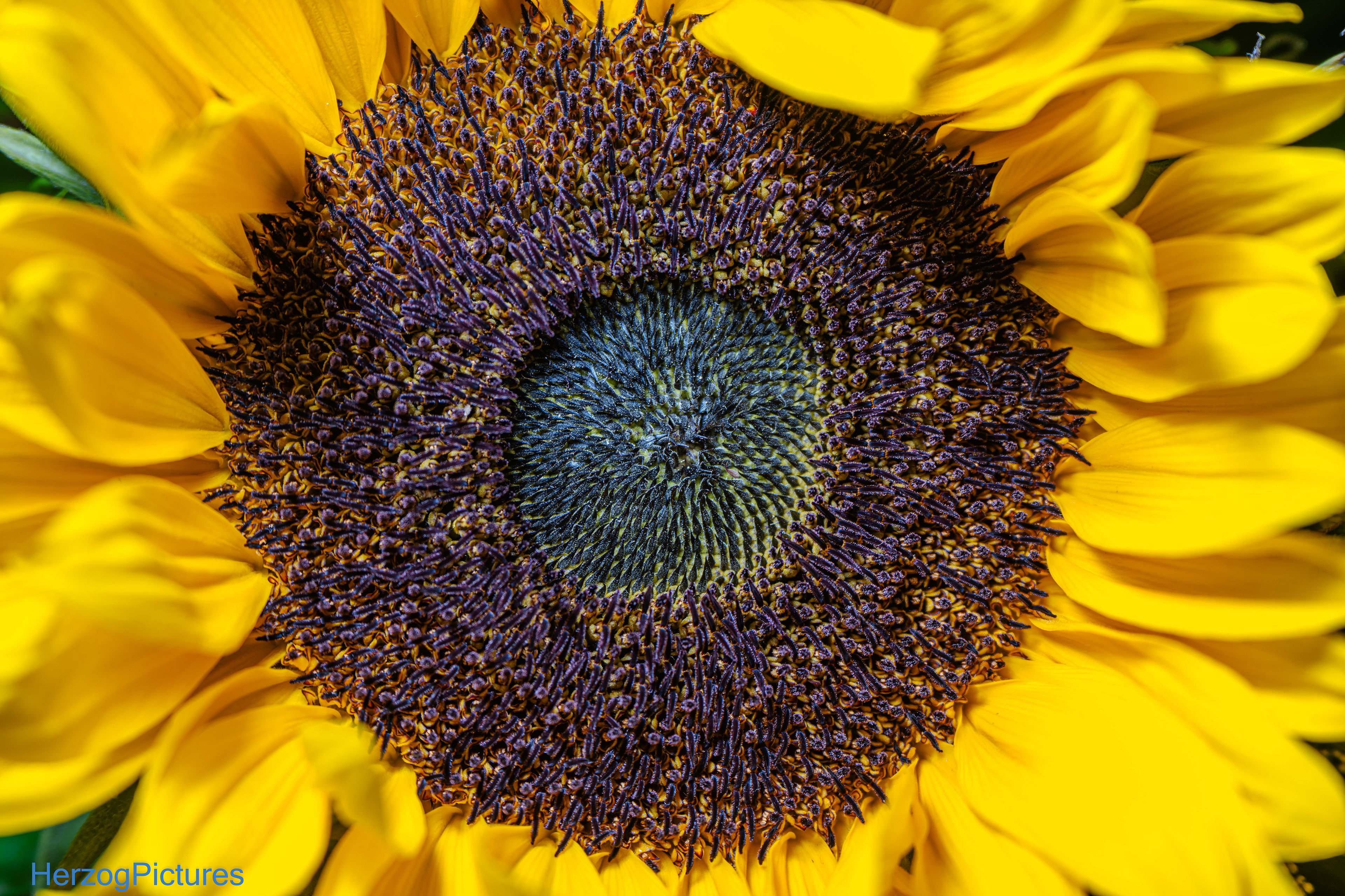 Sonnenblume am 4. August 2026