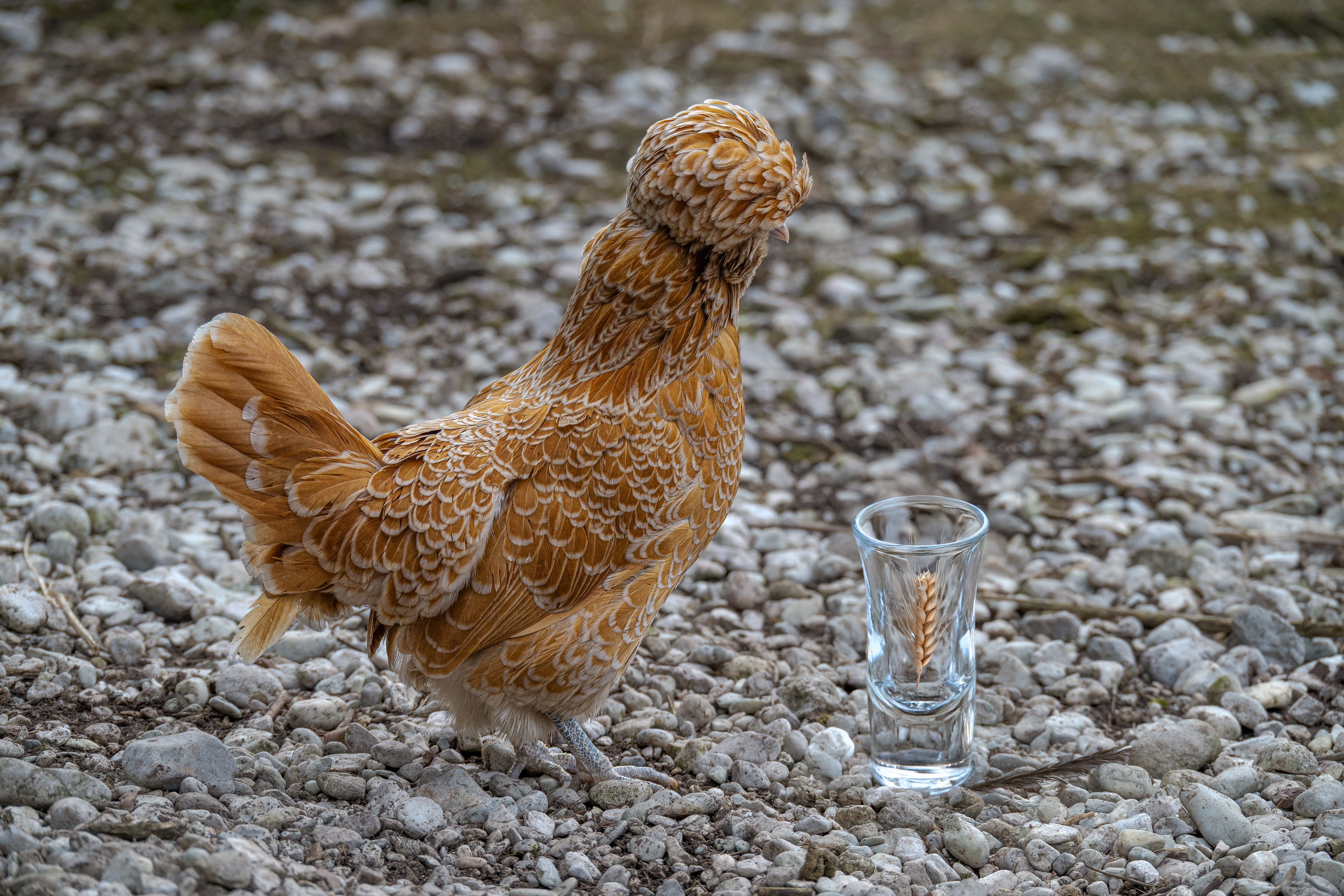 Paduaner Haubenhuhn - Alte Rasse