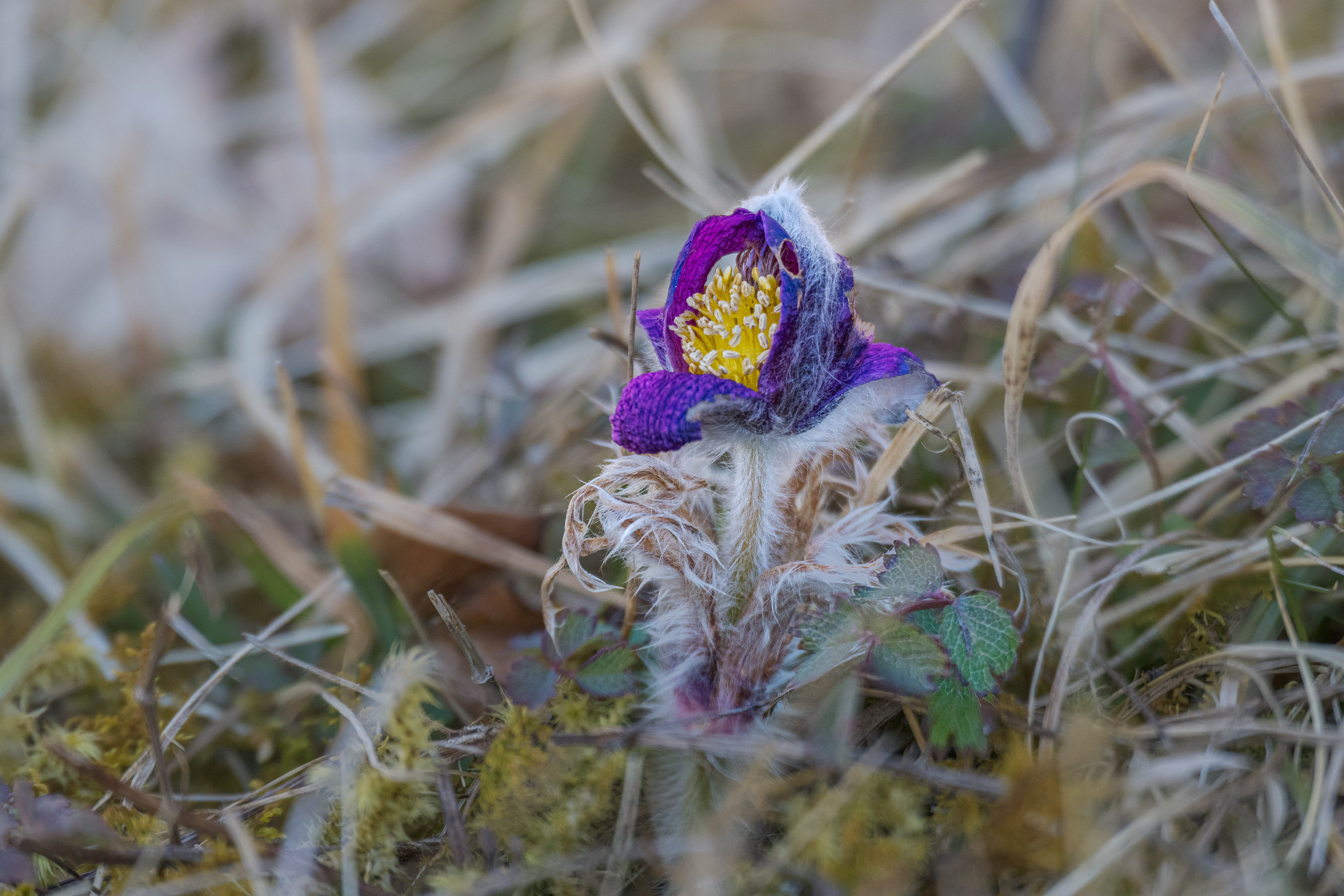 Der Vorbote vom Februar