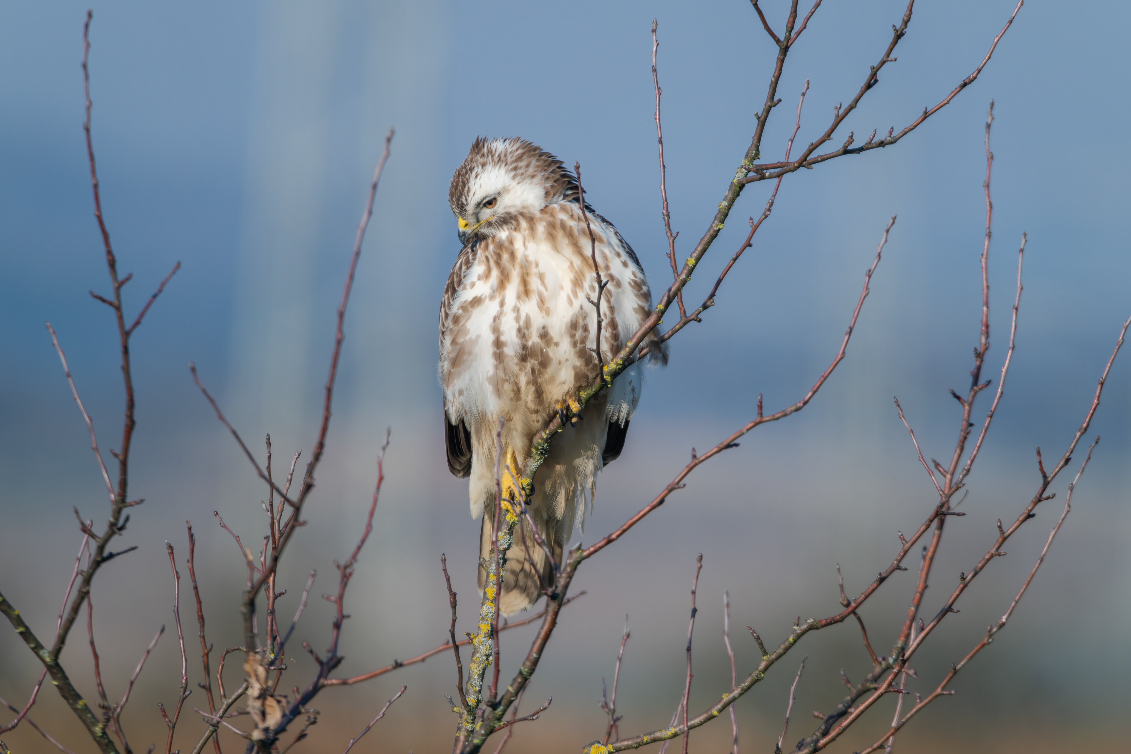 Rotschwanzbussard