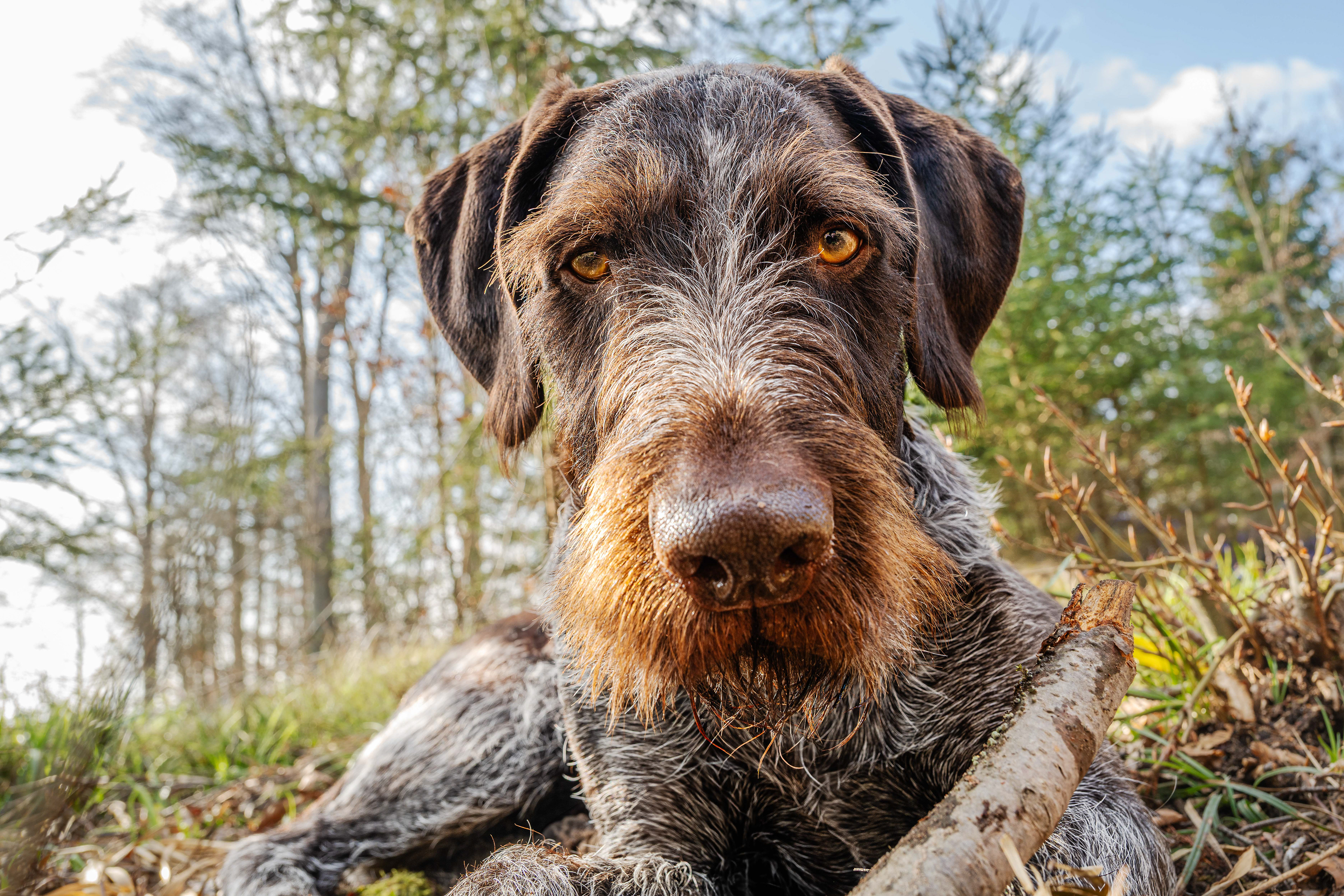 Deutsches Drahthaar am  27.03.2025
