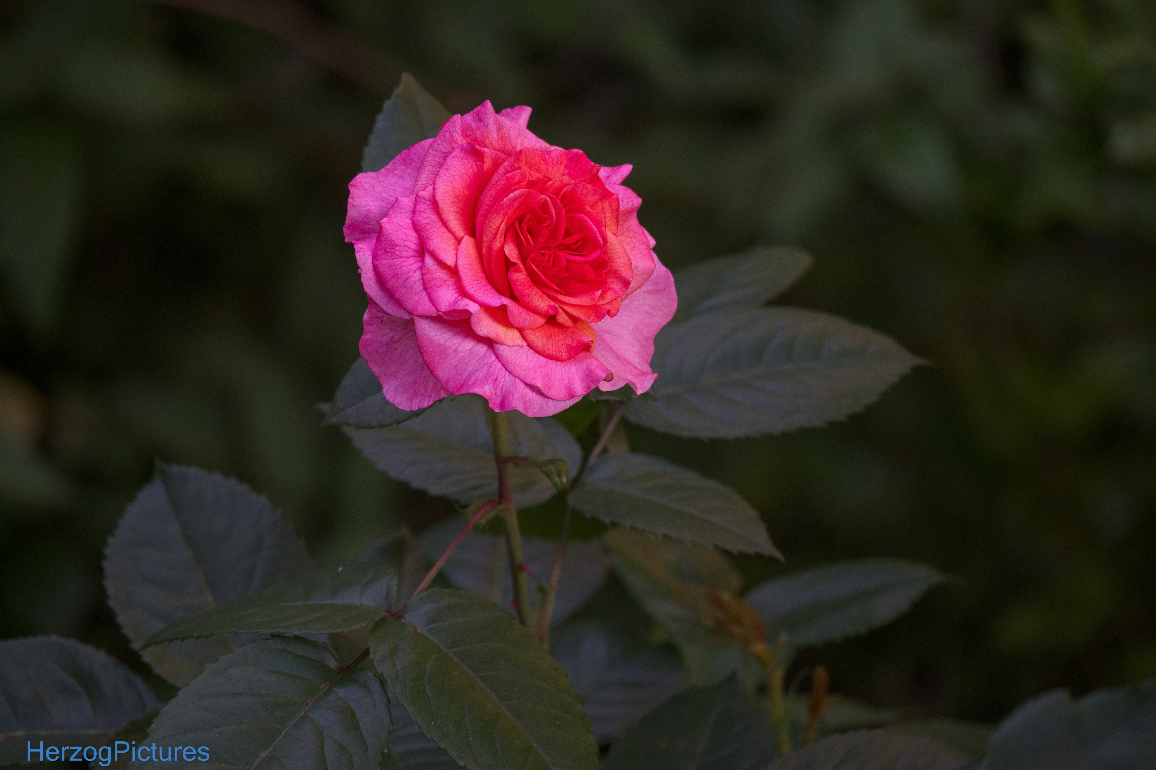 Rose im Morgenlicht am 27.. Mai 2026