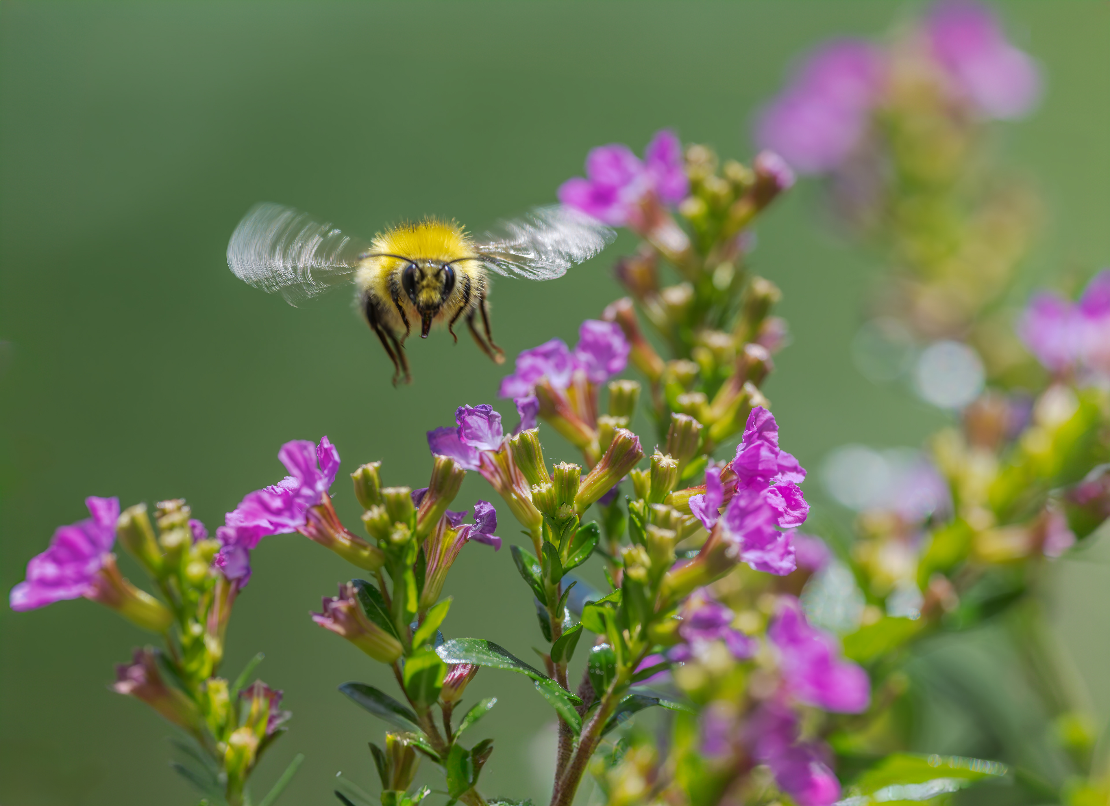 Hummel am 12.05.2024