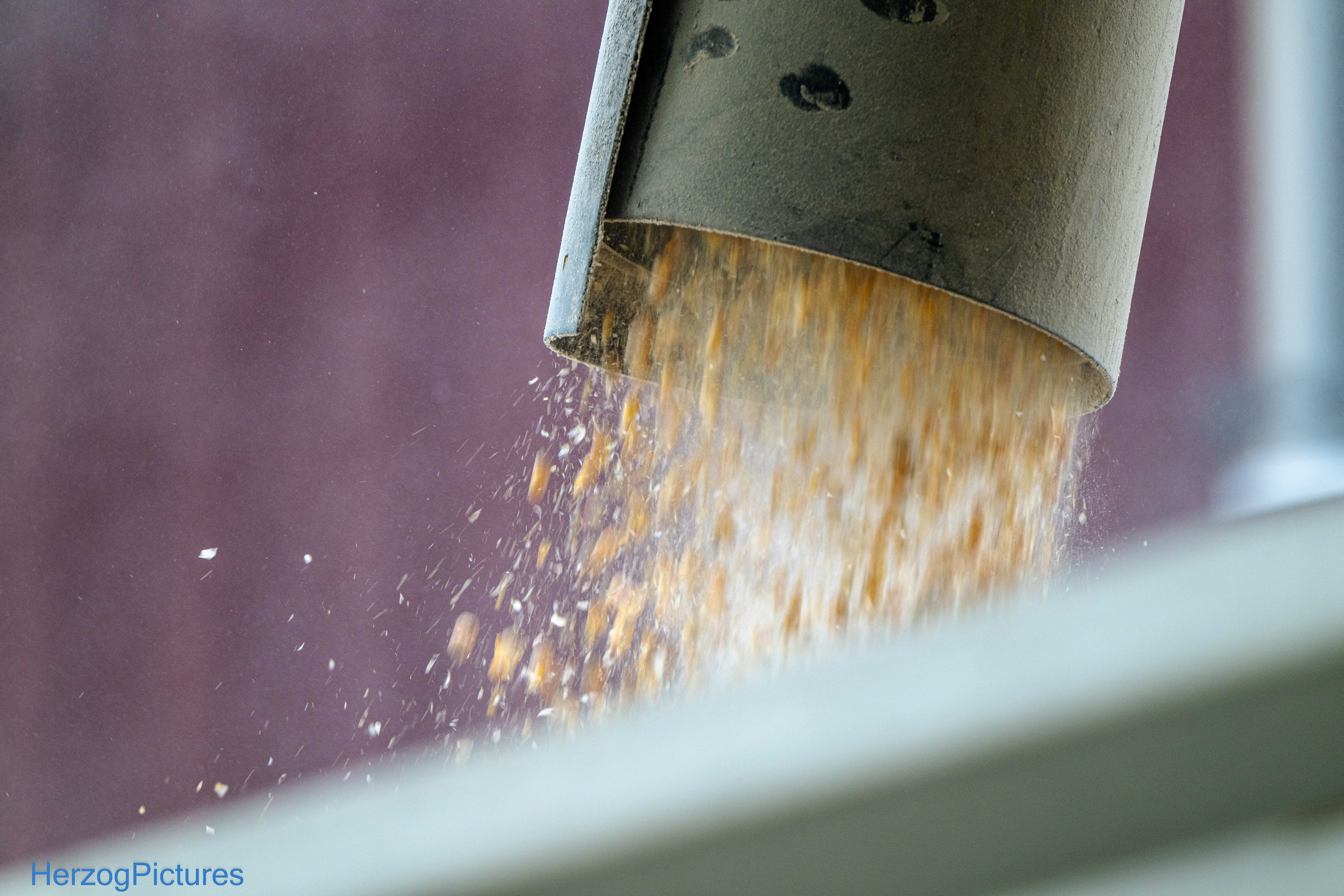 Nichts als Mais bei der Voggenmühle am 17. Juni 2026