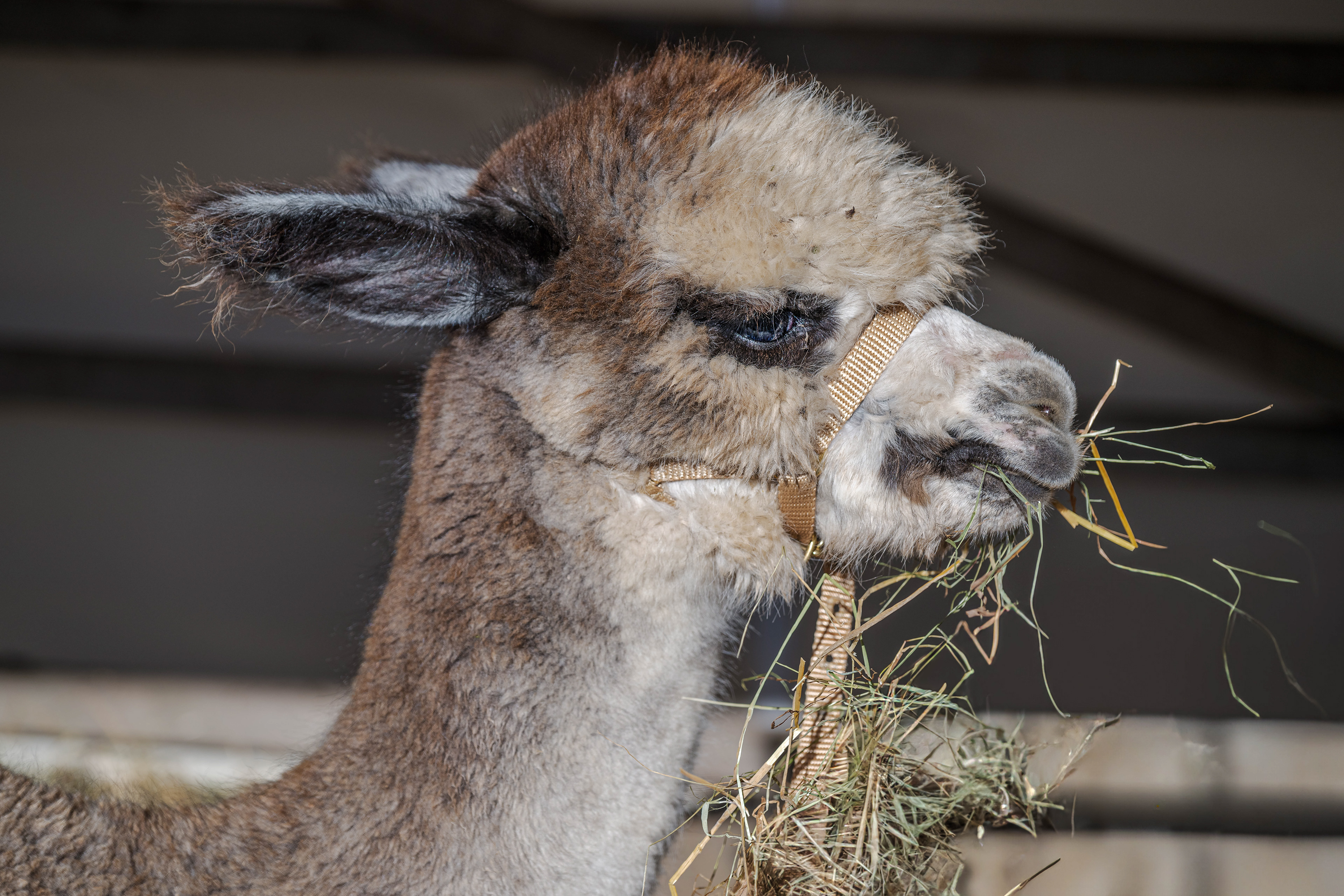 Alpaka am 27.10.2024