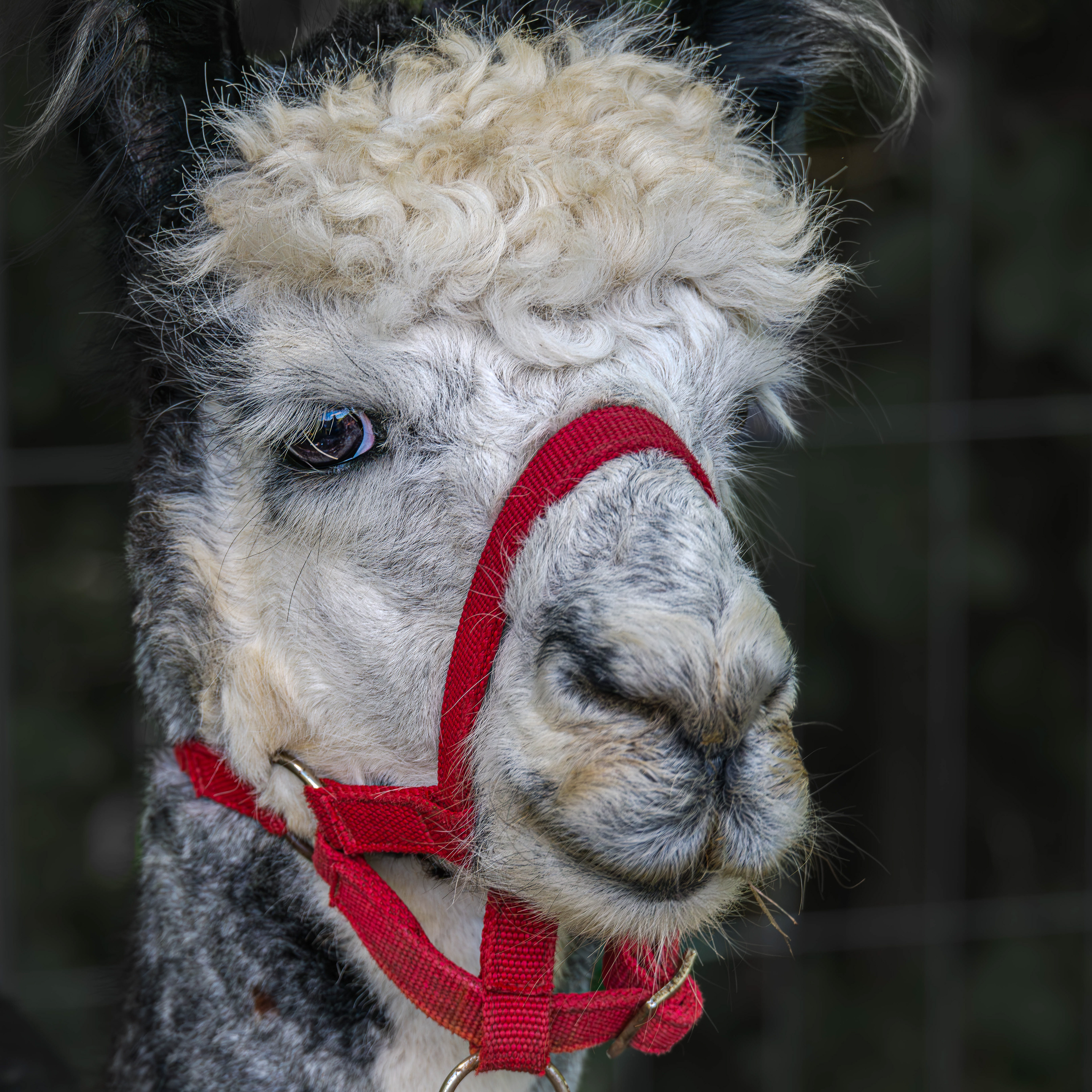 Alpaka am 07.08.2024 in Gronau