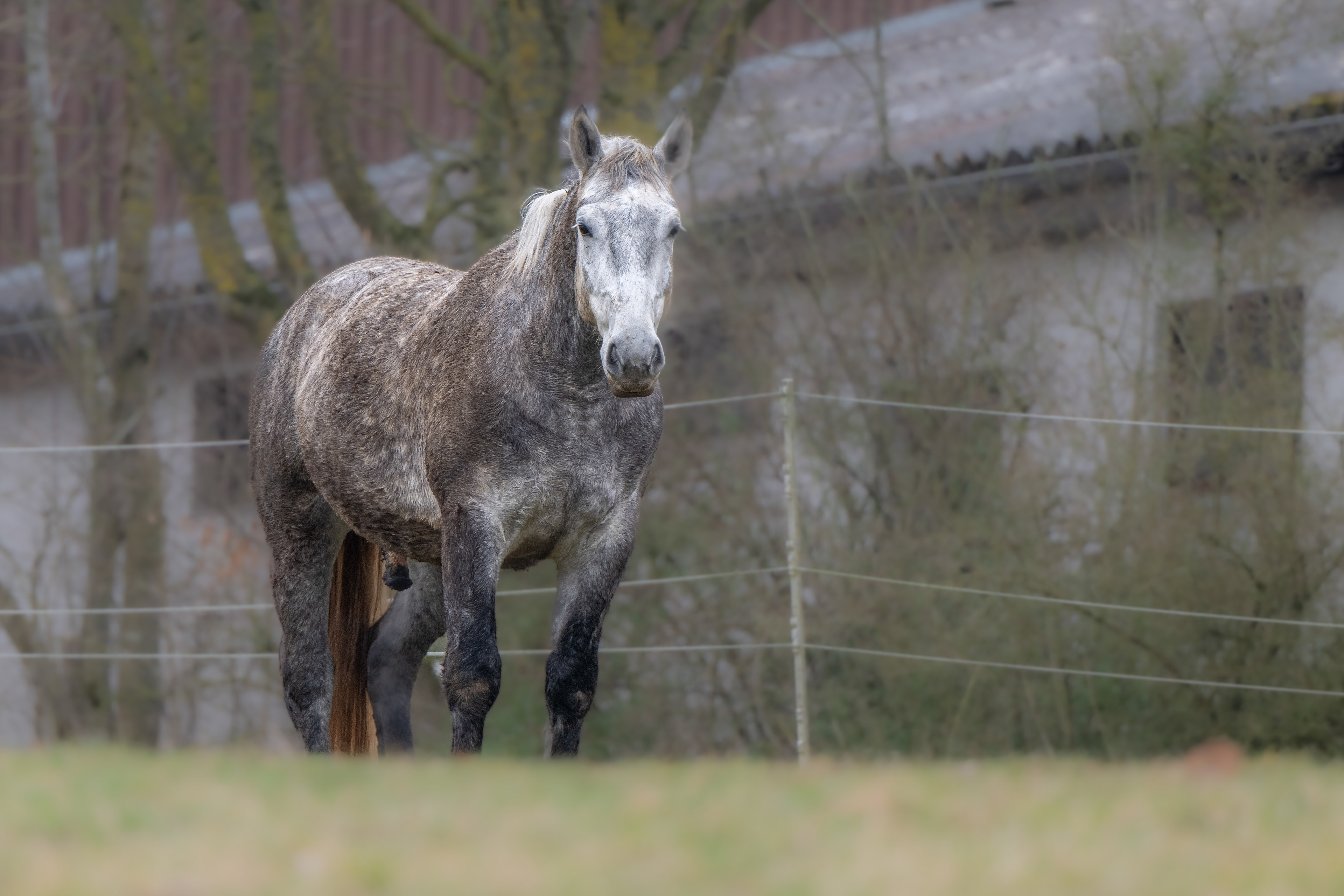 Bruno der Schimmelhengst