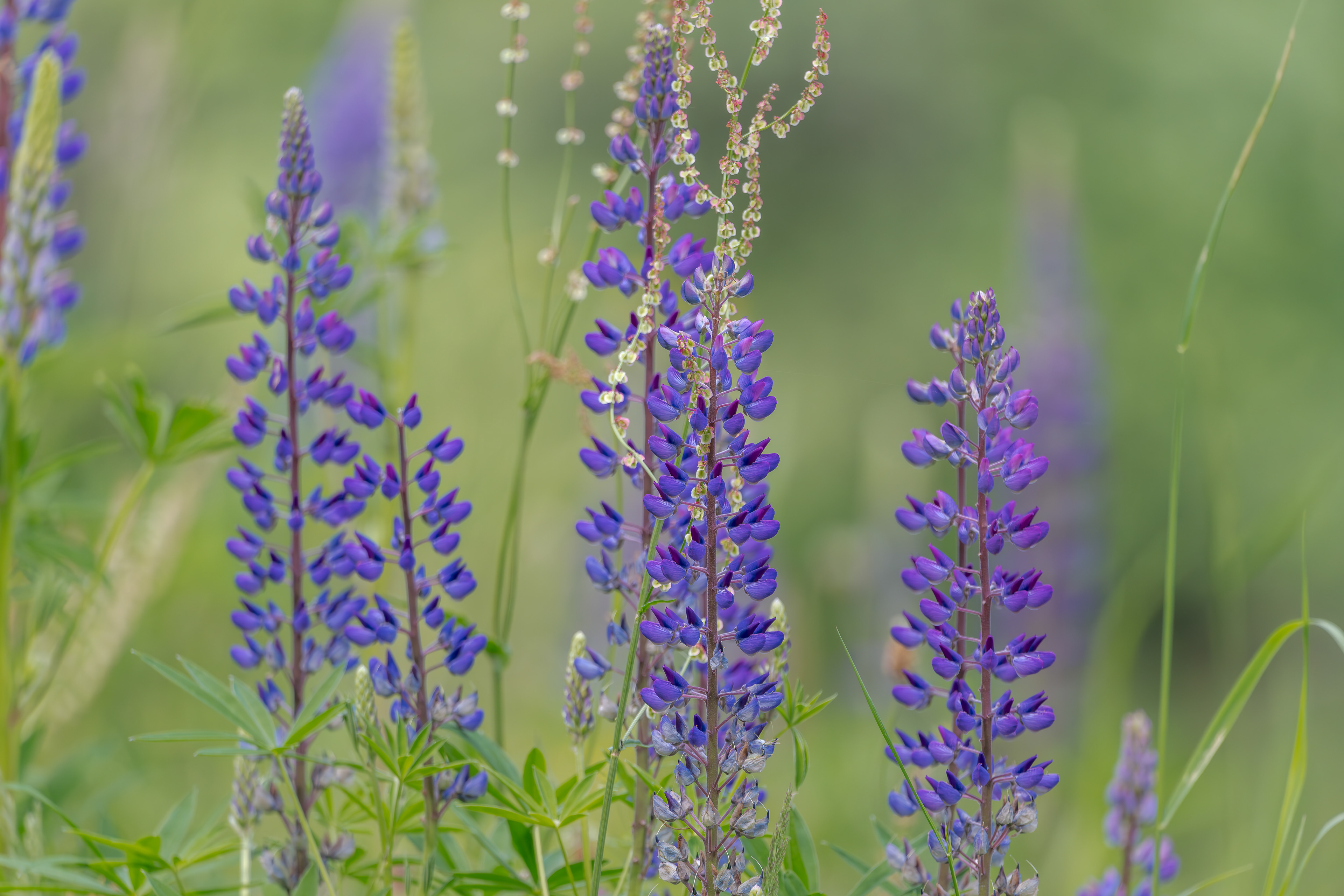 Lupinen