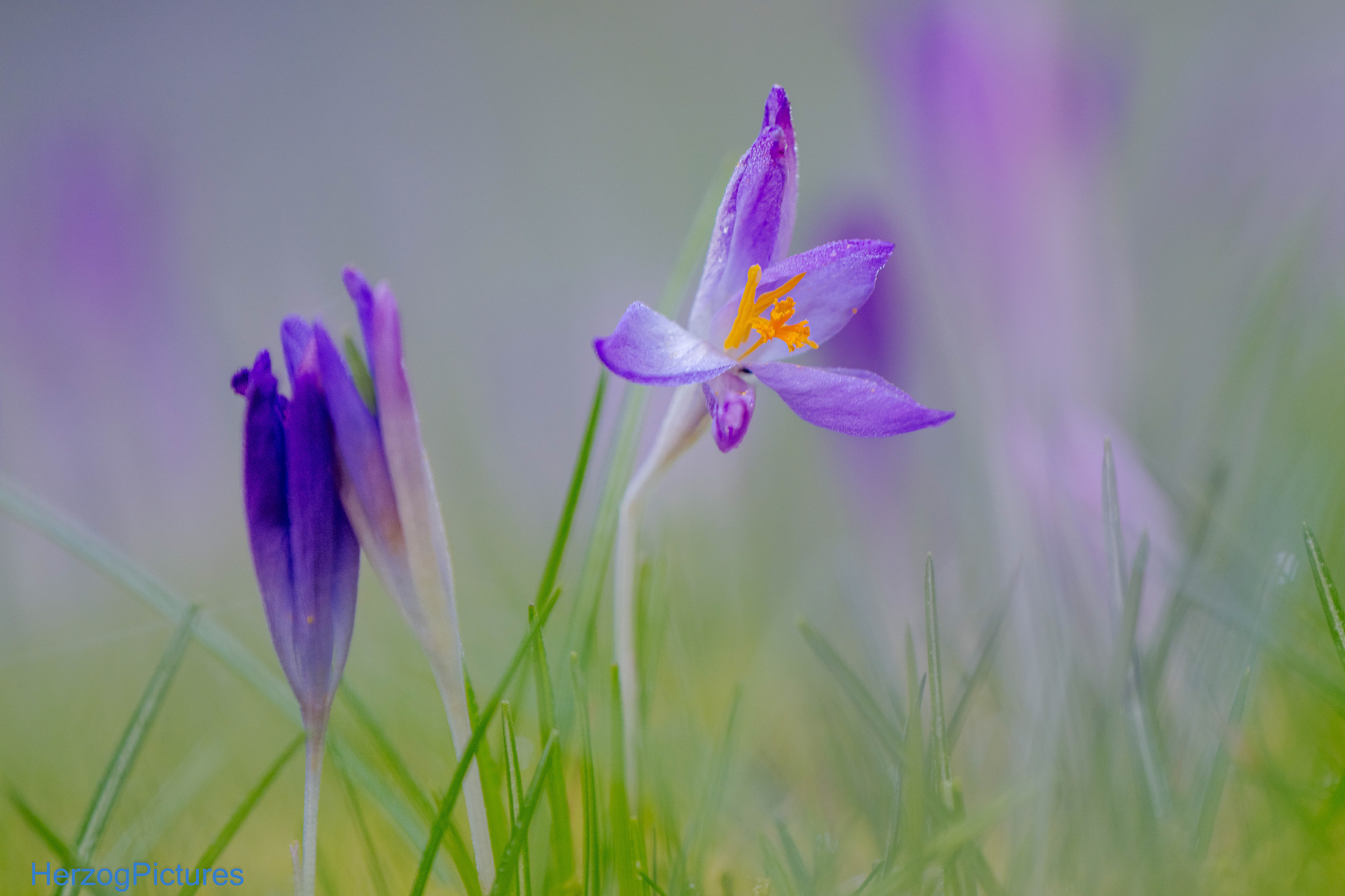 Krokus am 3. März 2026