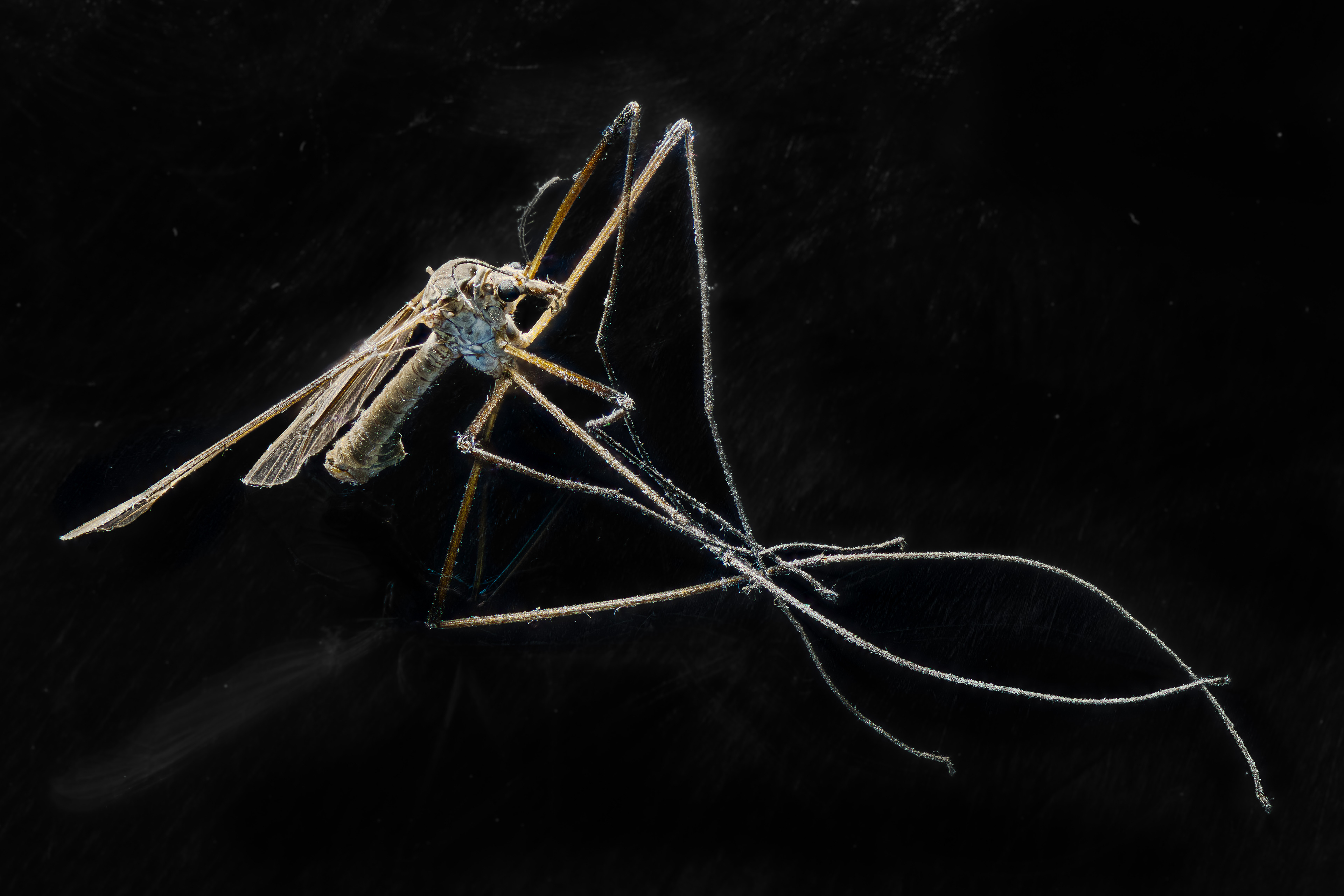 Tipula - Wiesenschnake am 12.09.2024