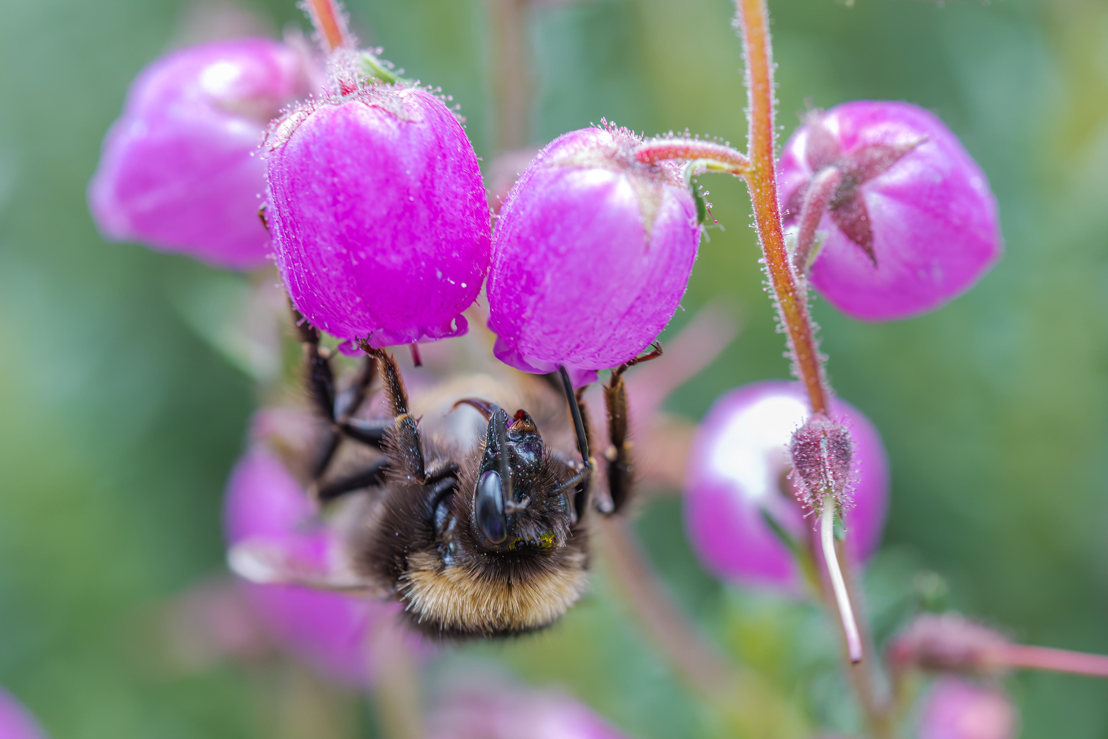 Hummel am 30.09.2024