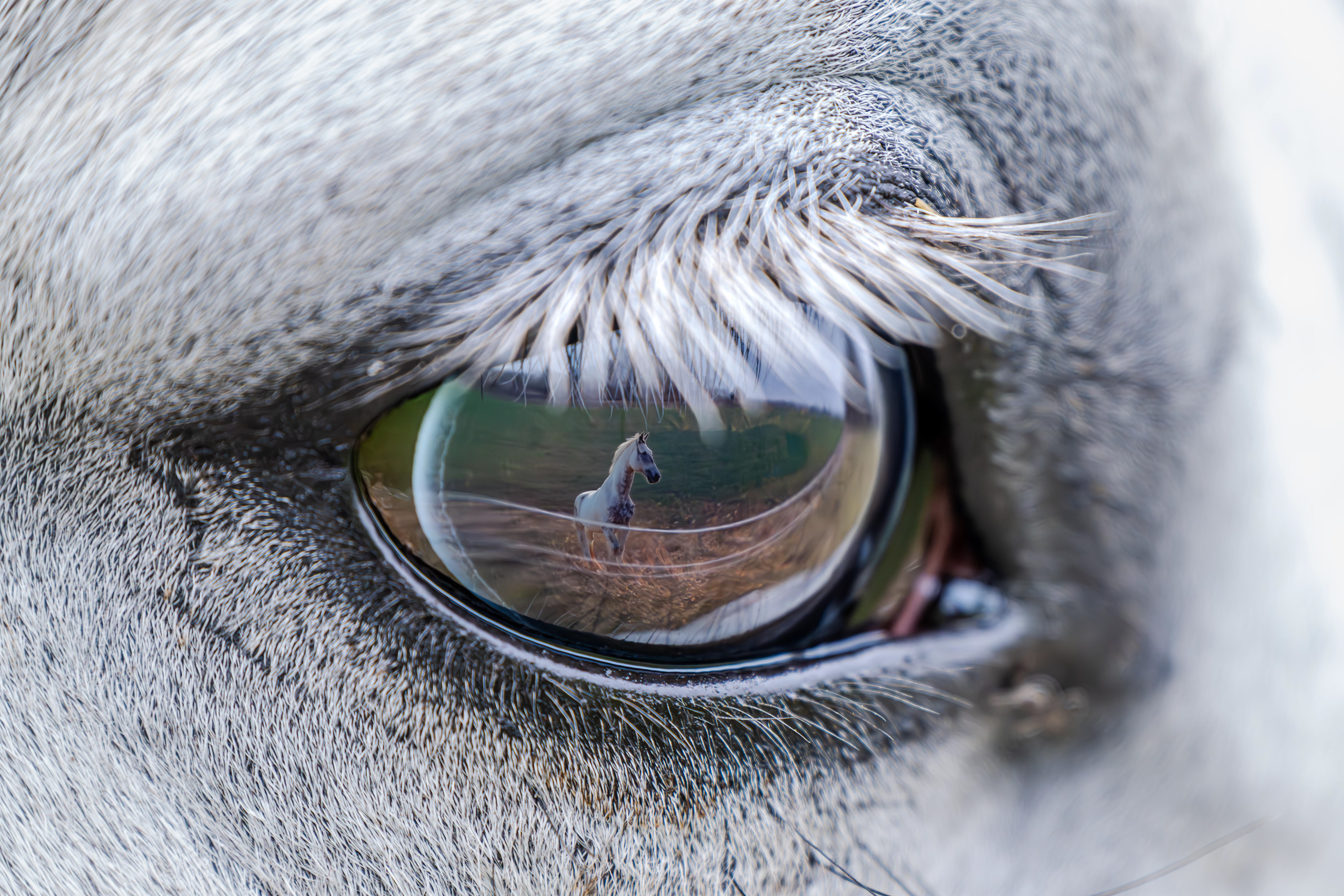 Schimmel im Auge