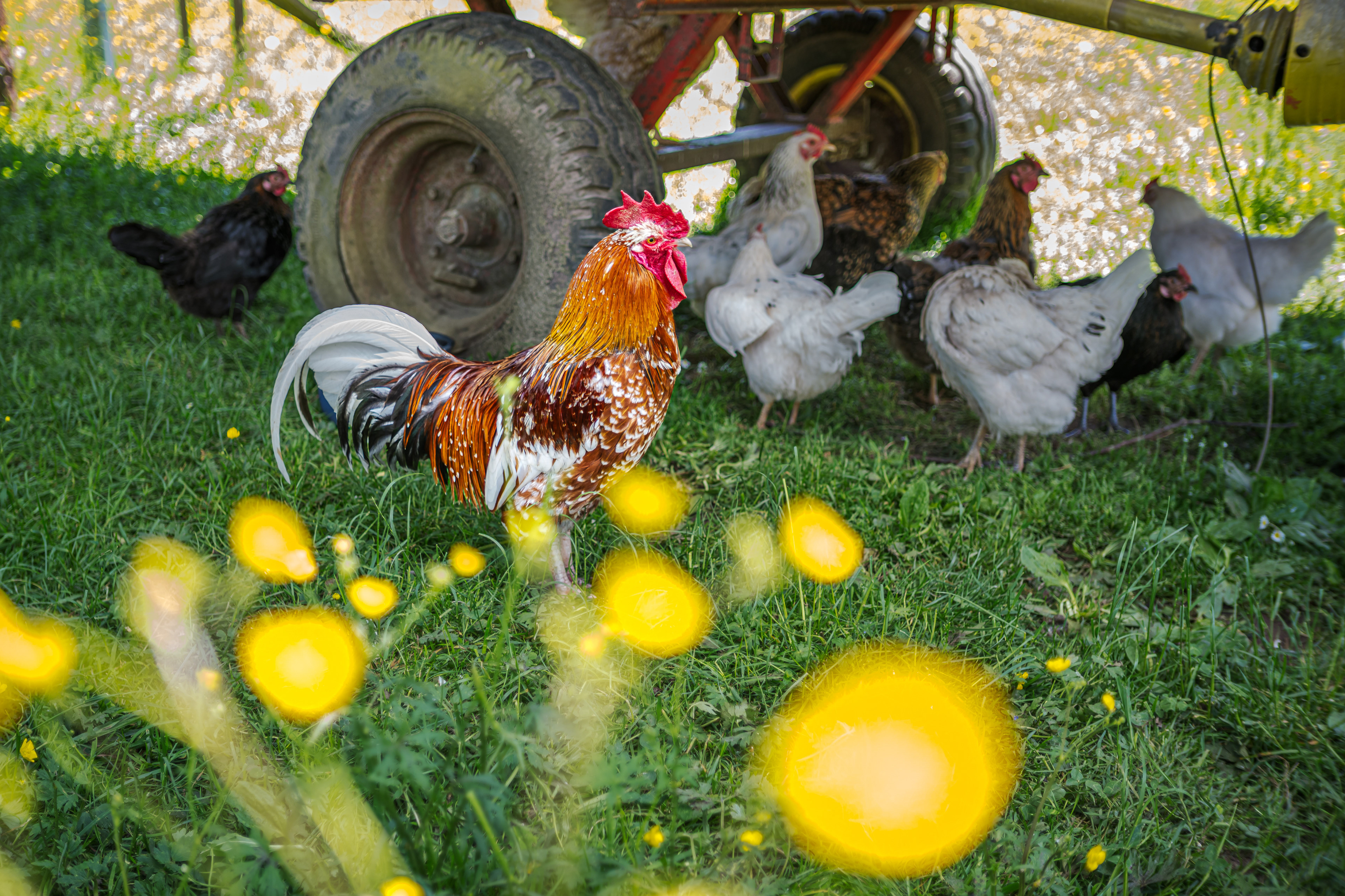 Stolzer Gockel am 1. Mai 2025