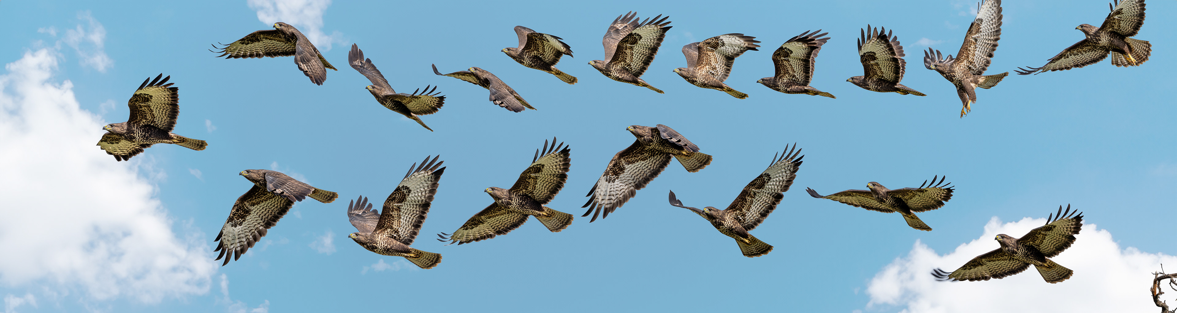 Bussard Flugimpressionen in Abfolge