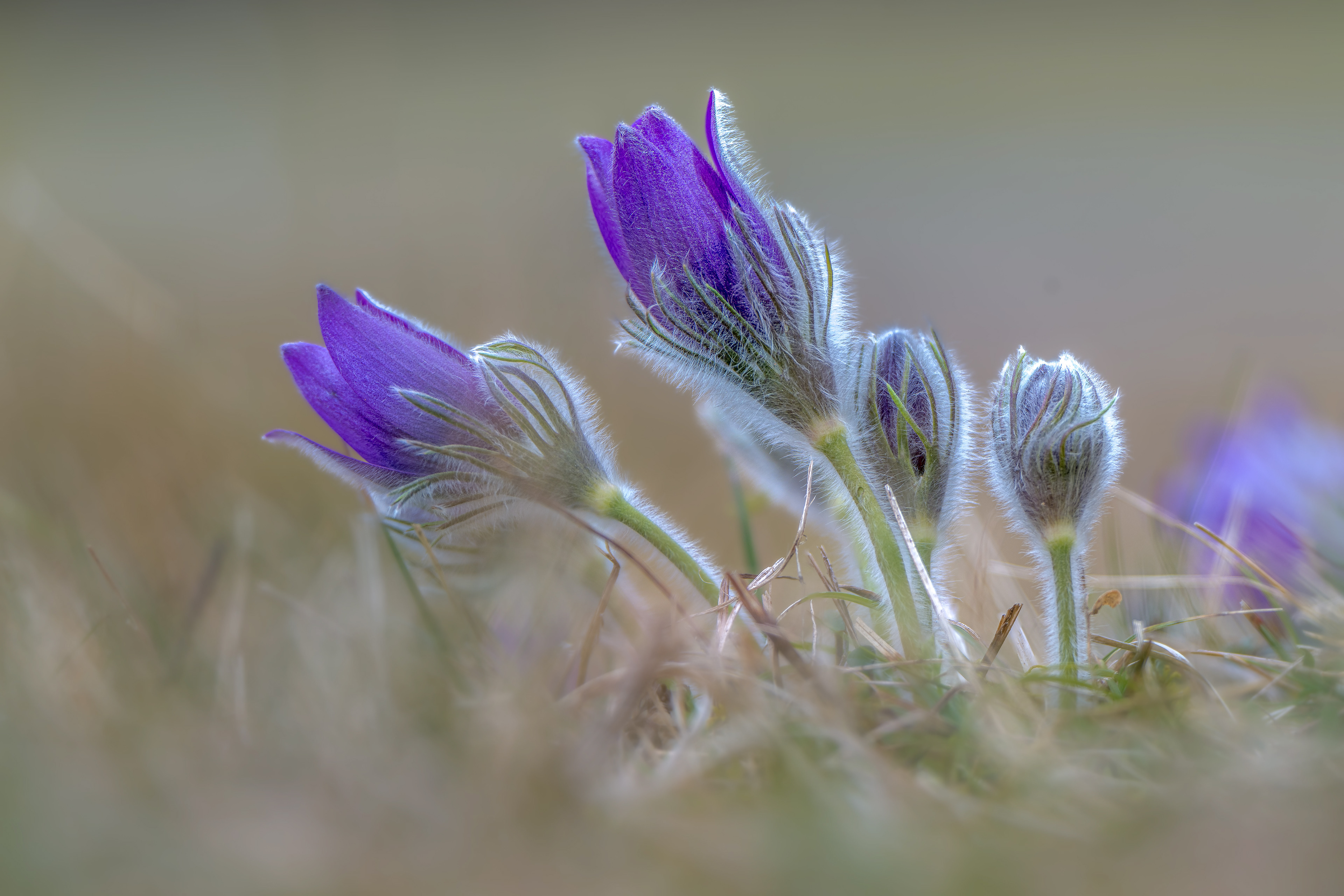 Küchenschelle 27.02.2024