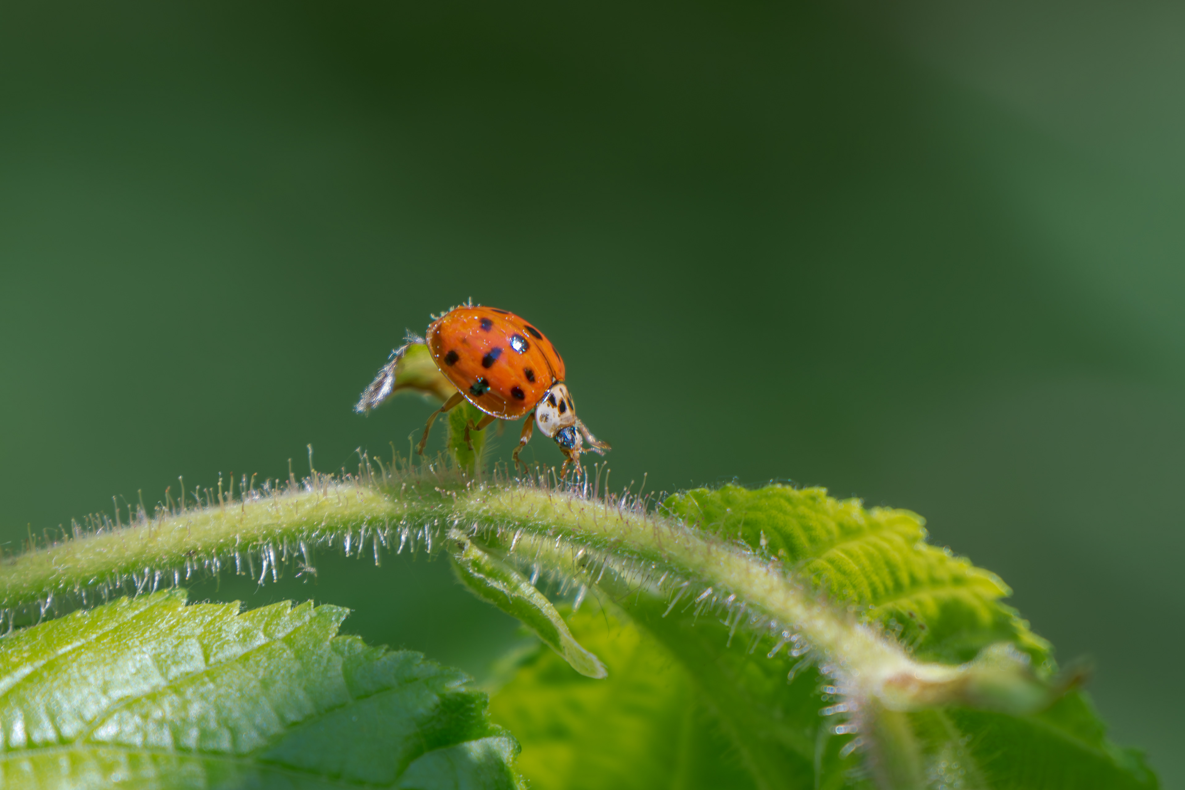Marienkäfer am 10.05.2024