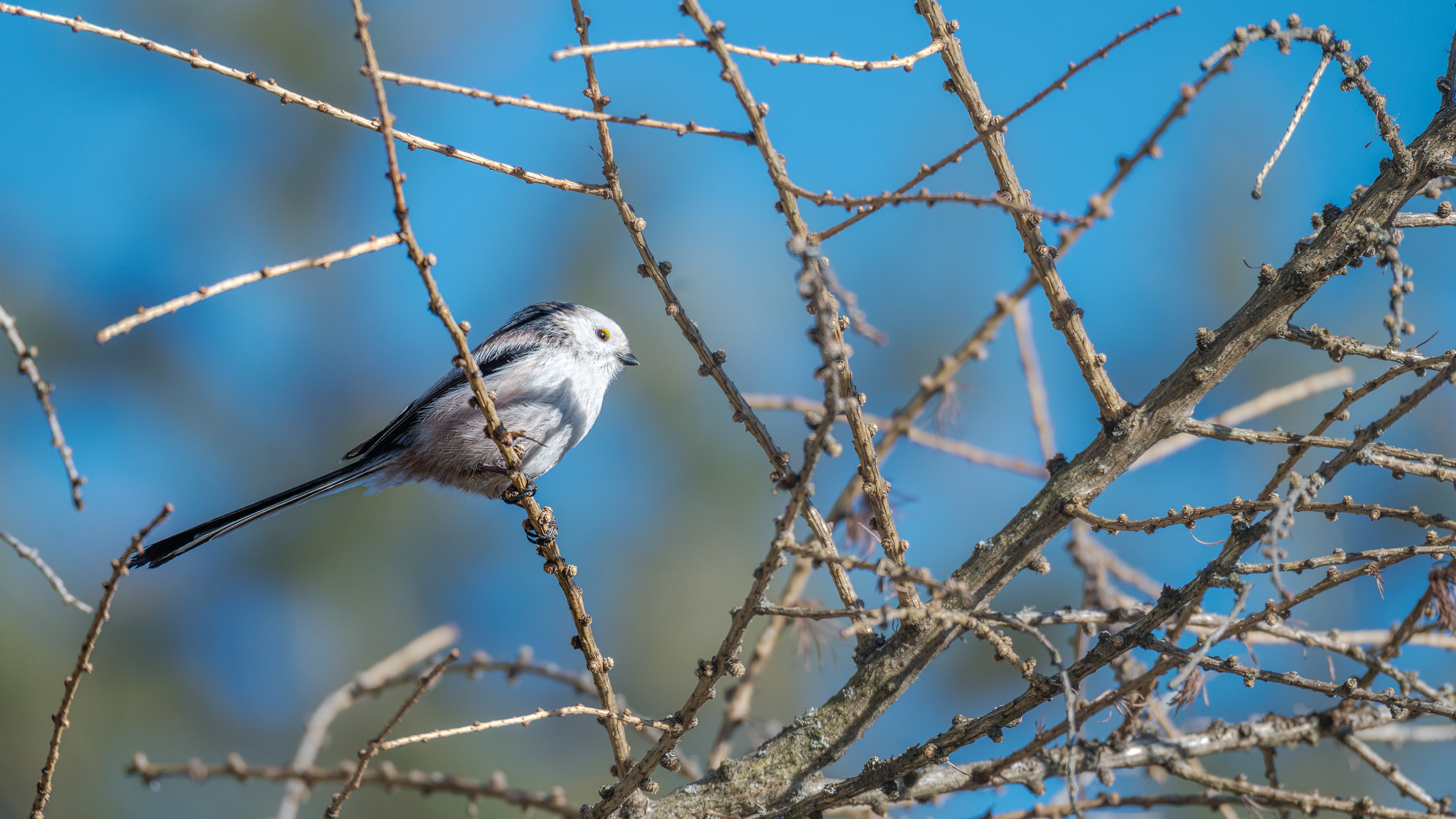 Schwanzmeise am 08.03.2025