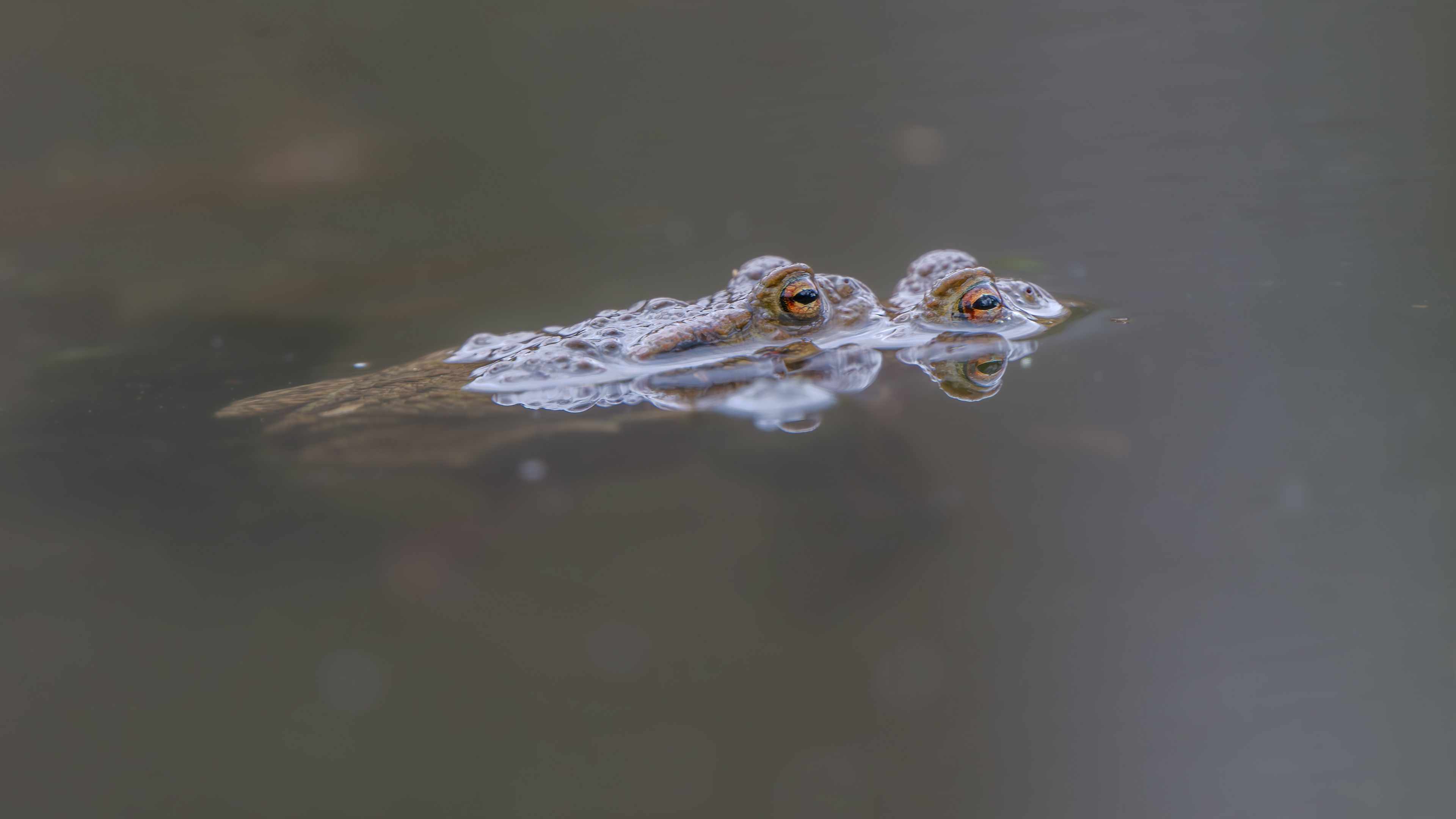 Erdkröten auf Augenhöhe am 15.03.2024
