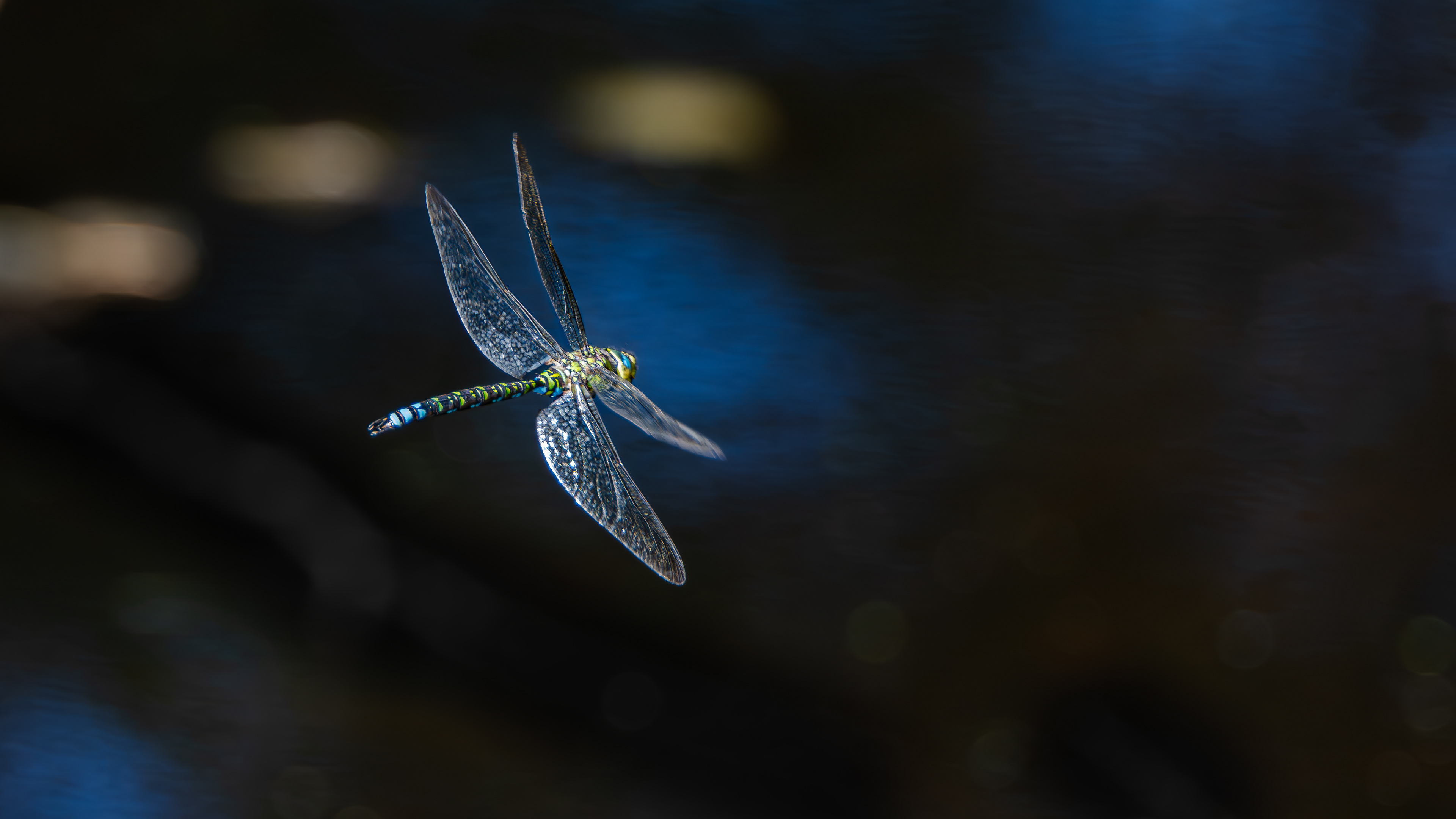 Blaugrüne Mosaikjungfer