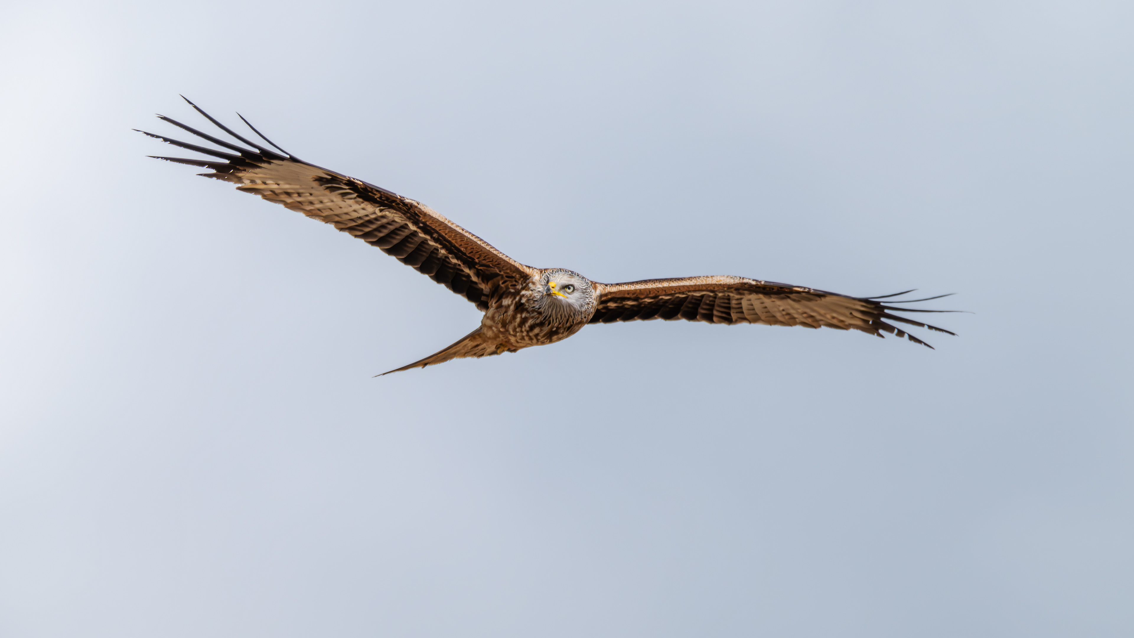 Rotmilan am 02.04.2024