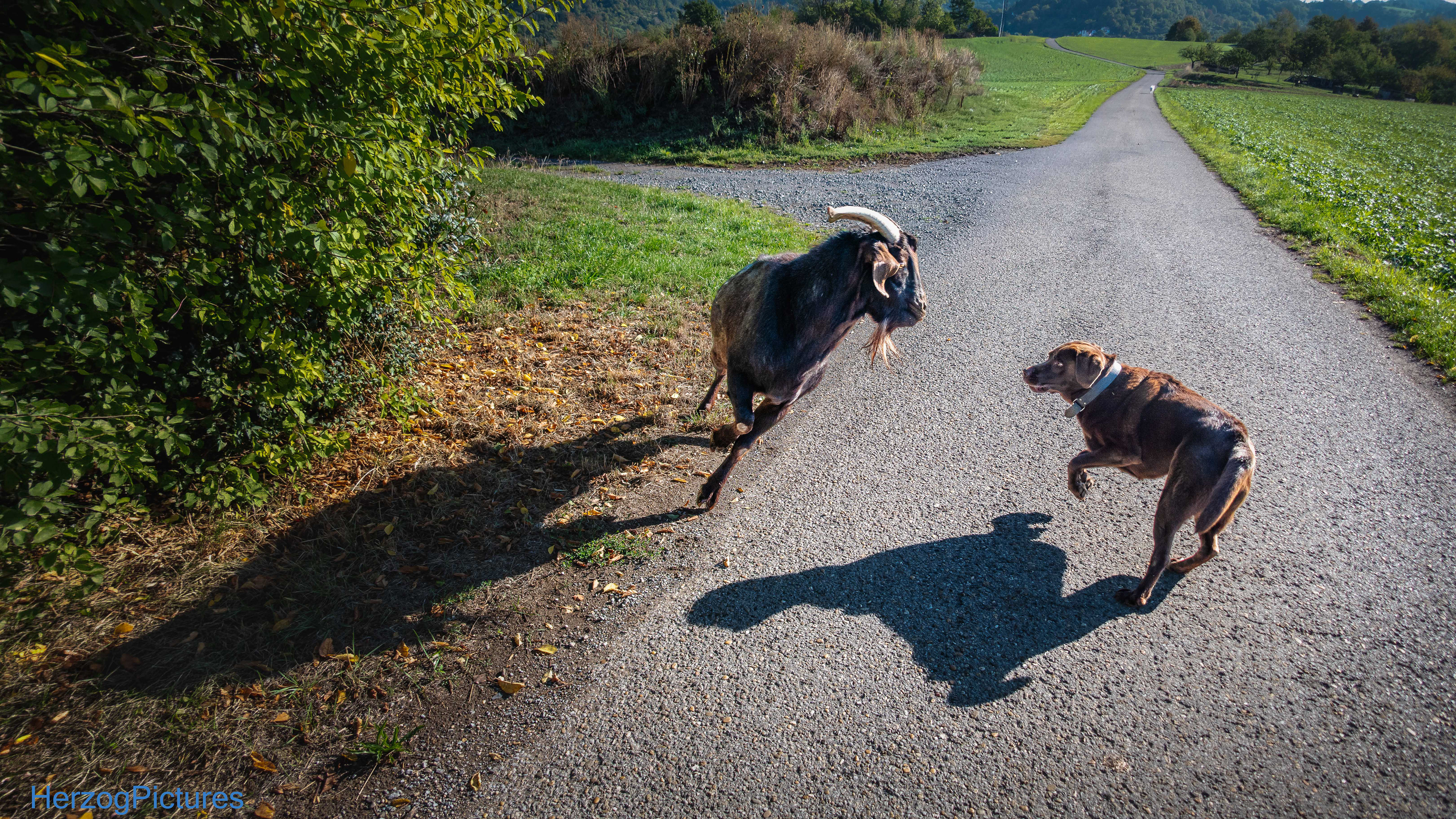 Hund & Ziegenbock am 17. August 2026