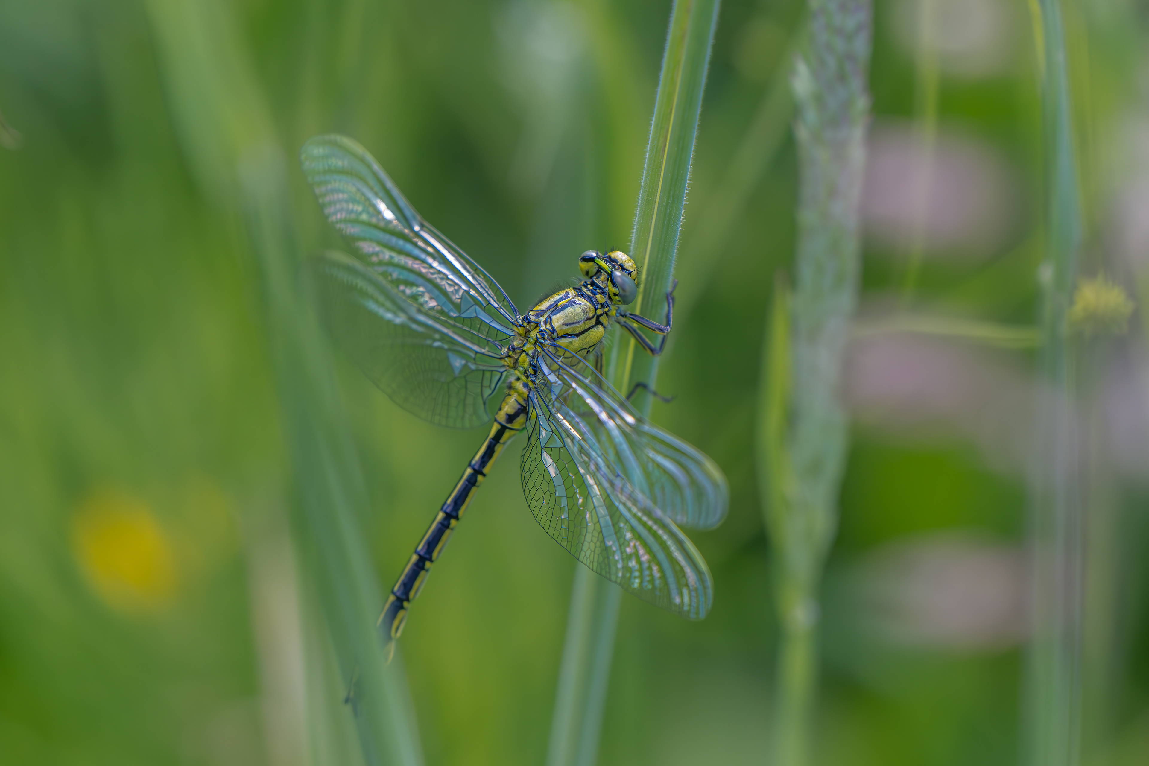 Gemeine Keiljungfer, Gomphus