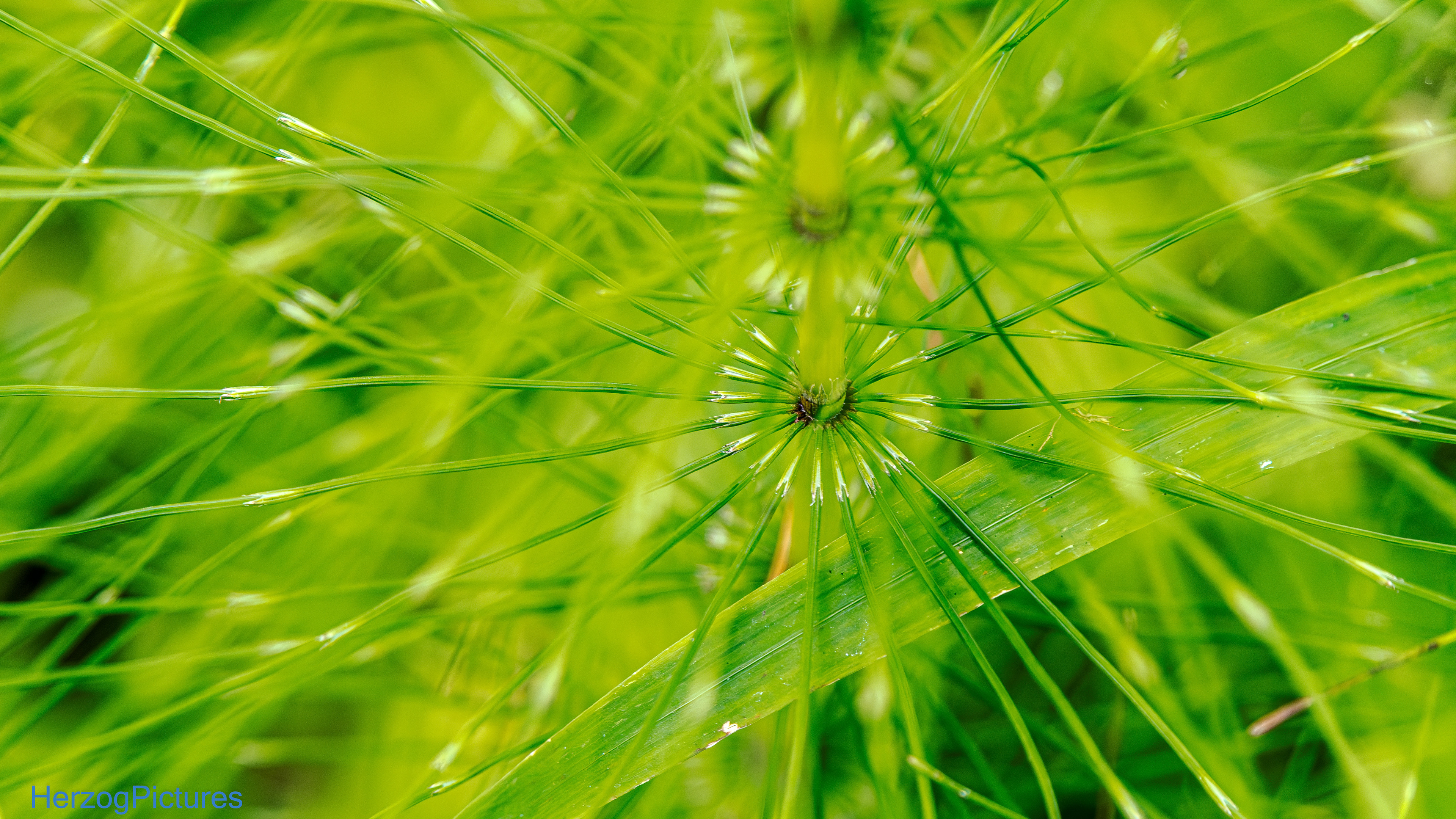 Schachtelhalm am 6. August 2025