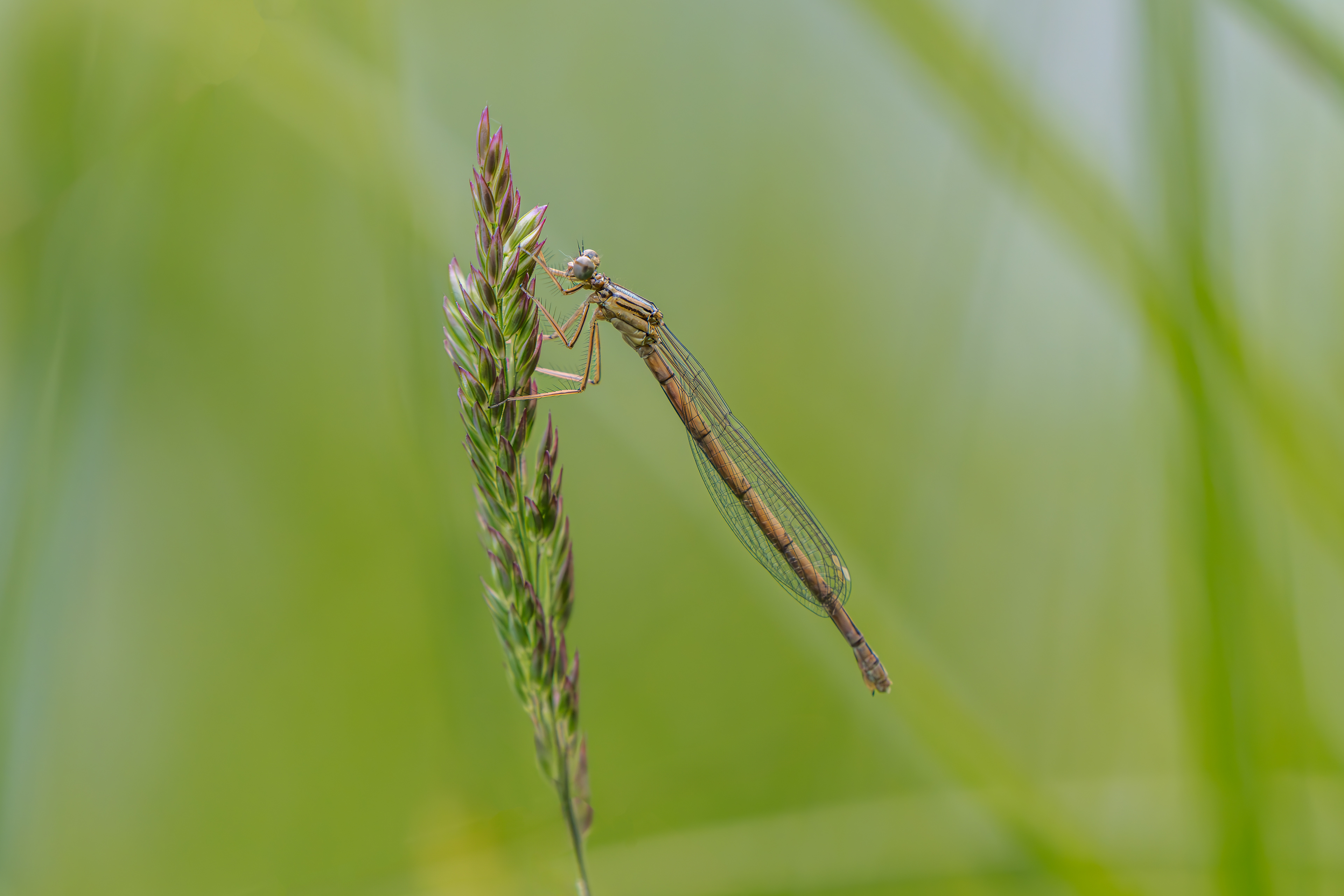Federlibelle, Platycnemis
