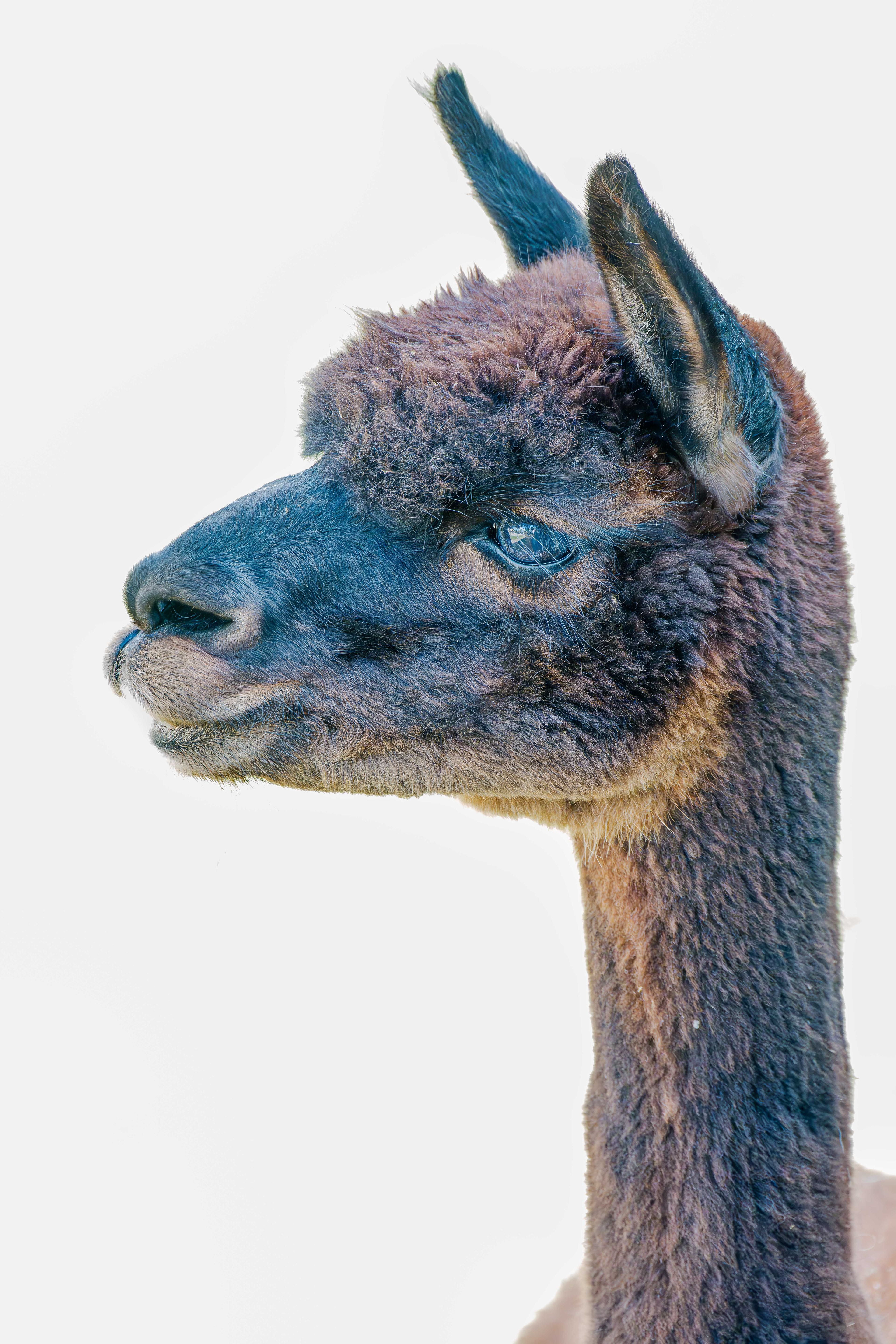 Alpaka am 07.08.2024 in Gronau