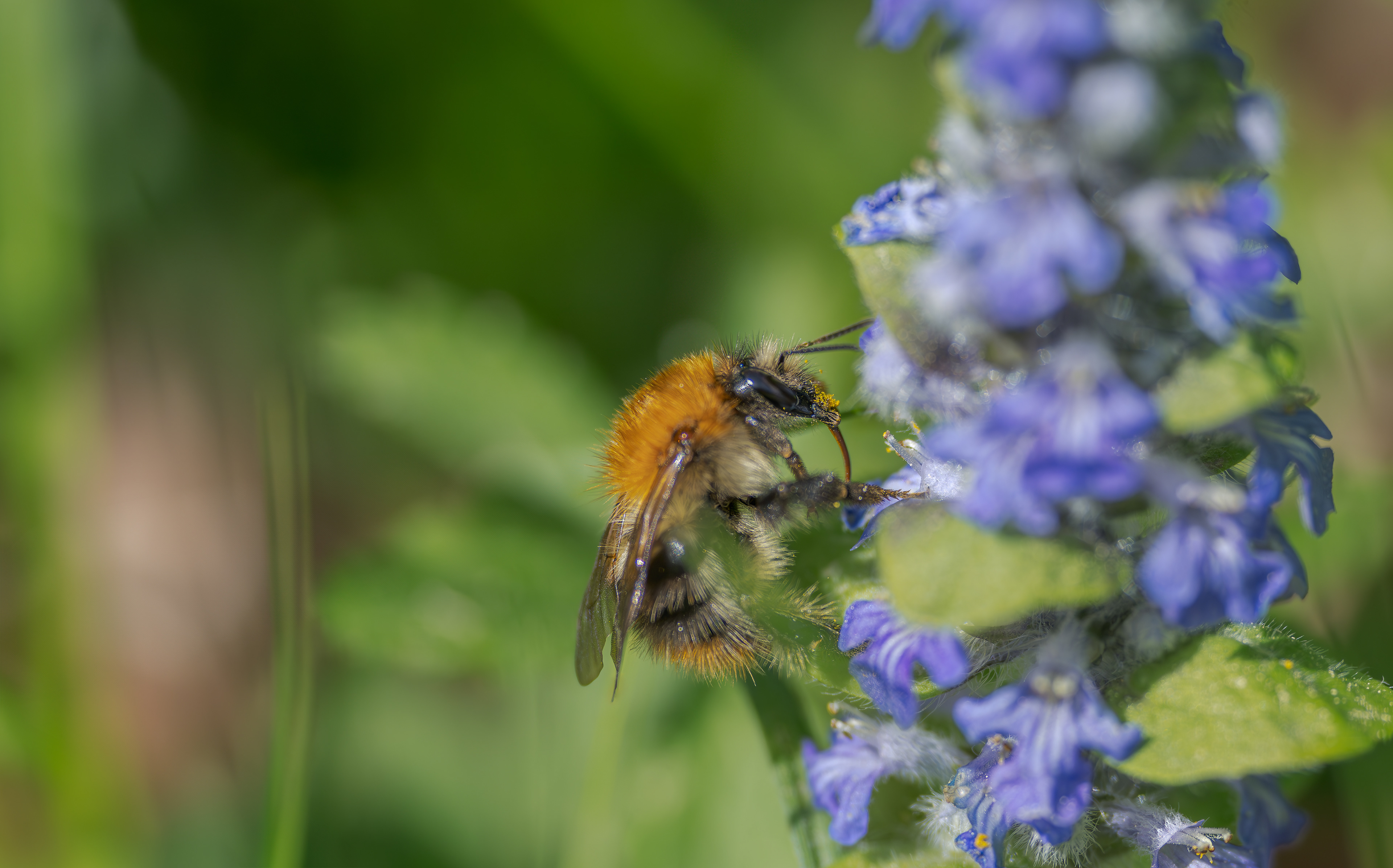 Ackerhummel