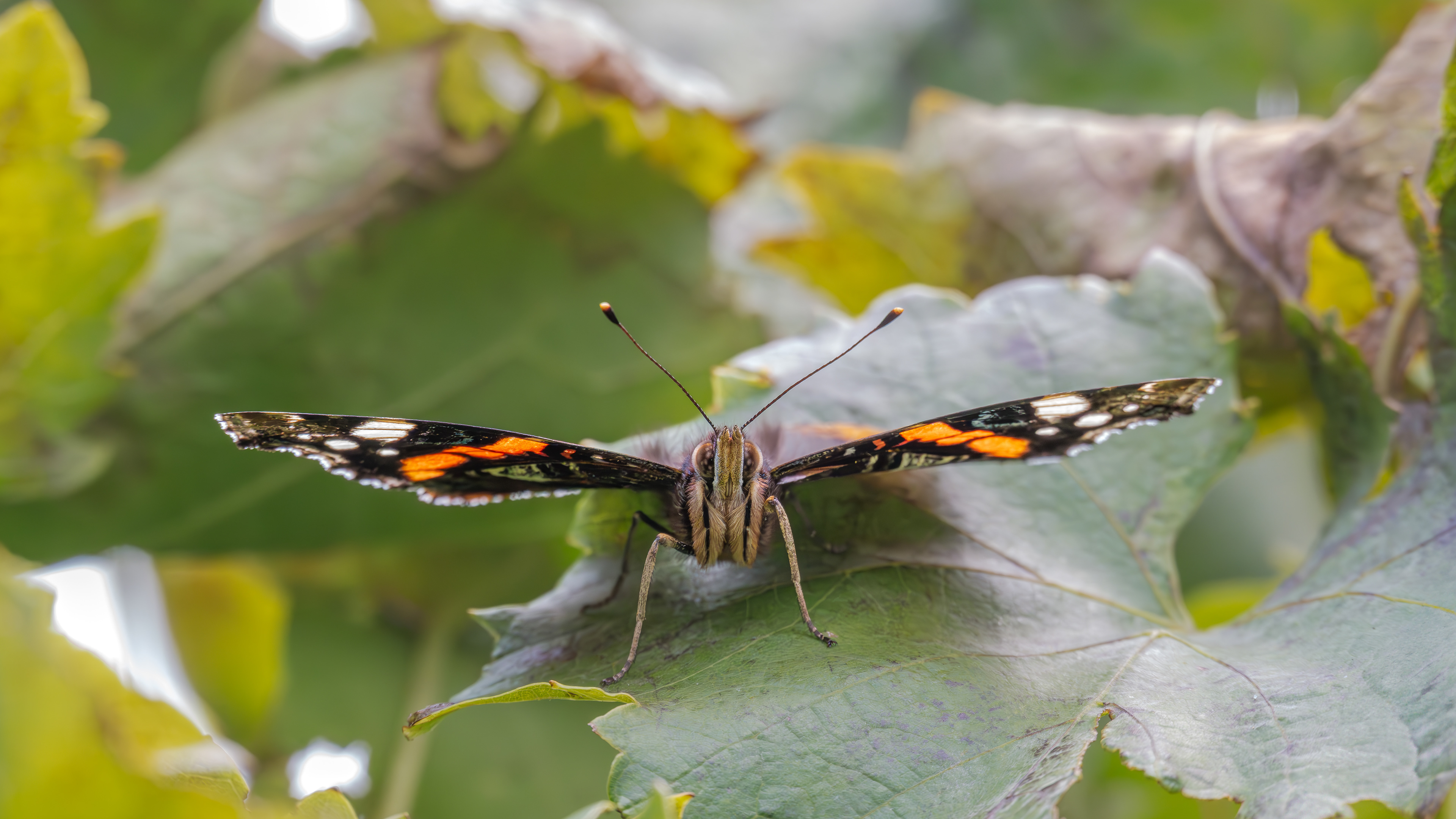 Admiral am 12.10.2024