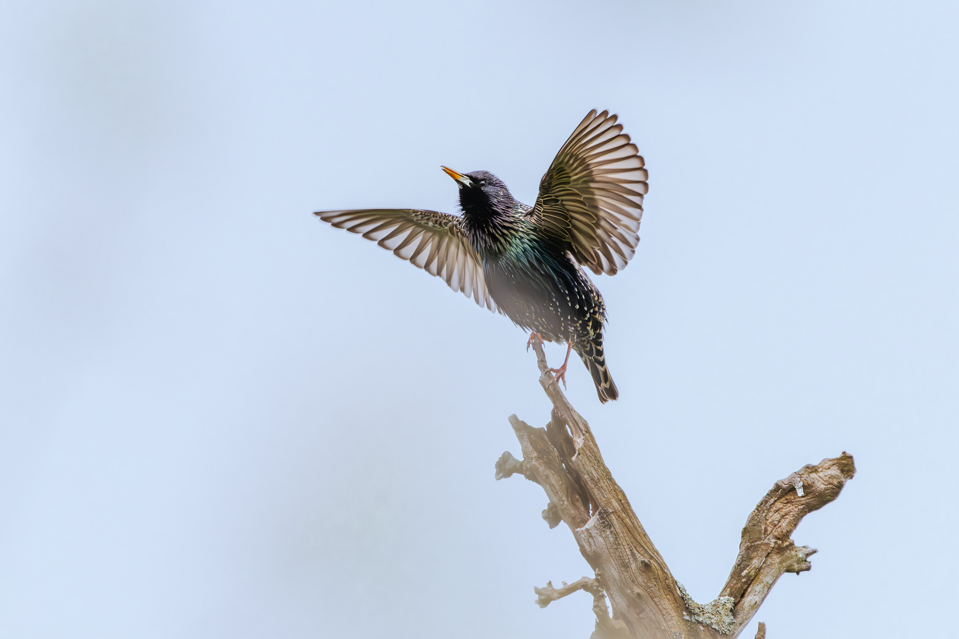 Der Star vom 04.04.2024