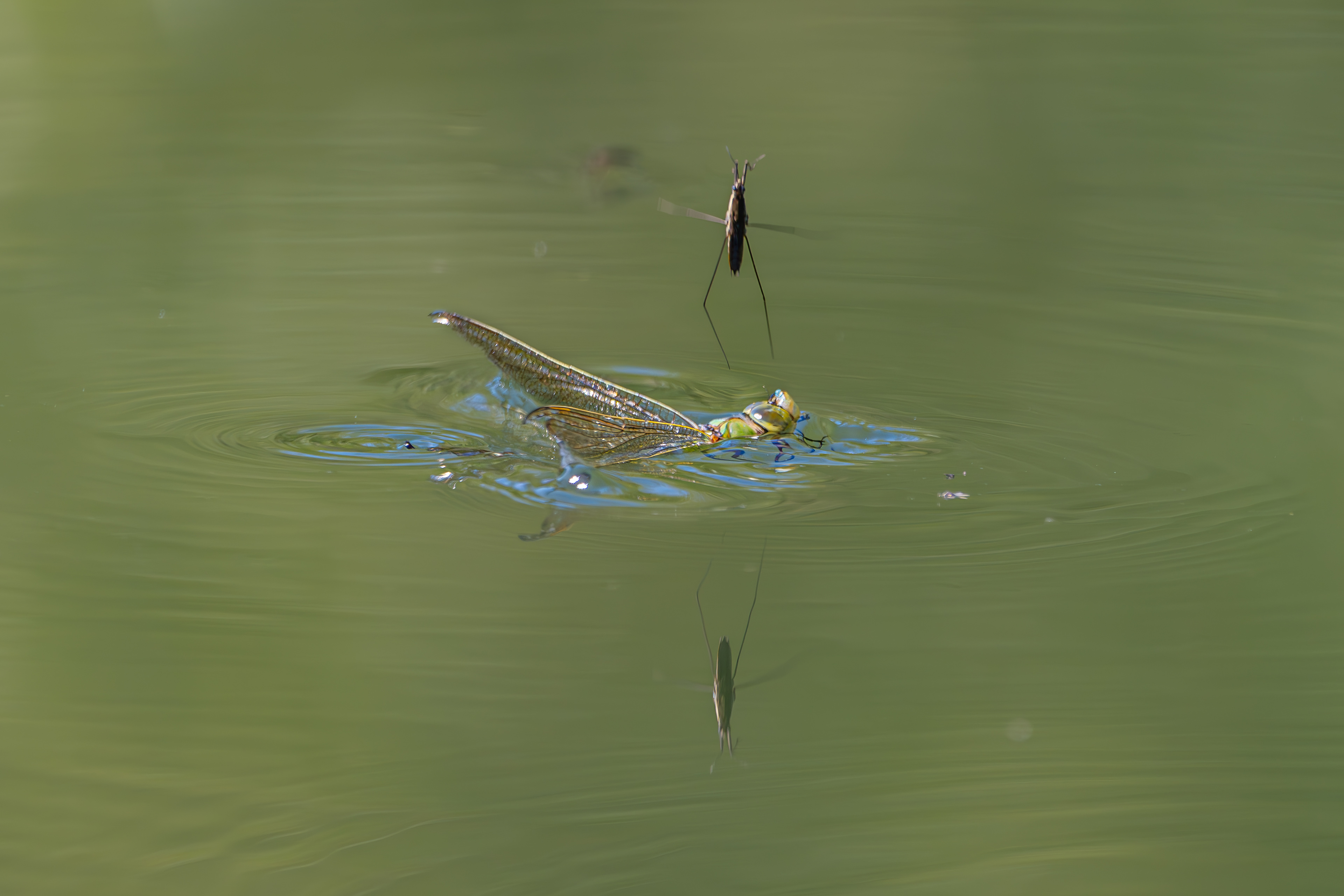 Kampf der Giganten am 25.07. 2024