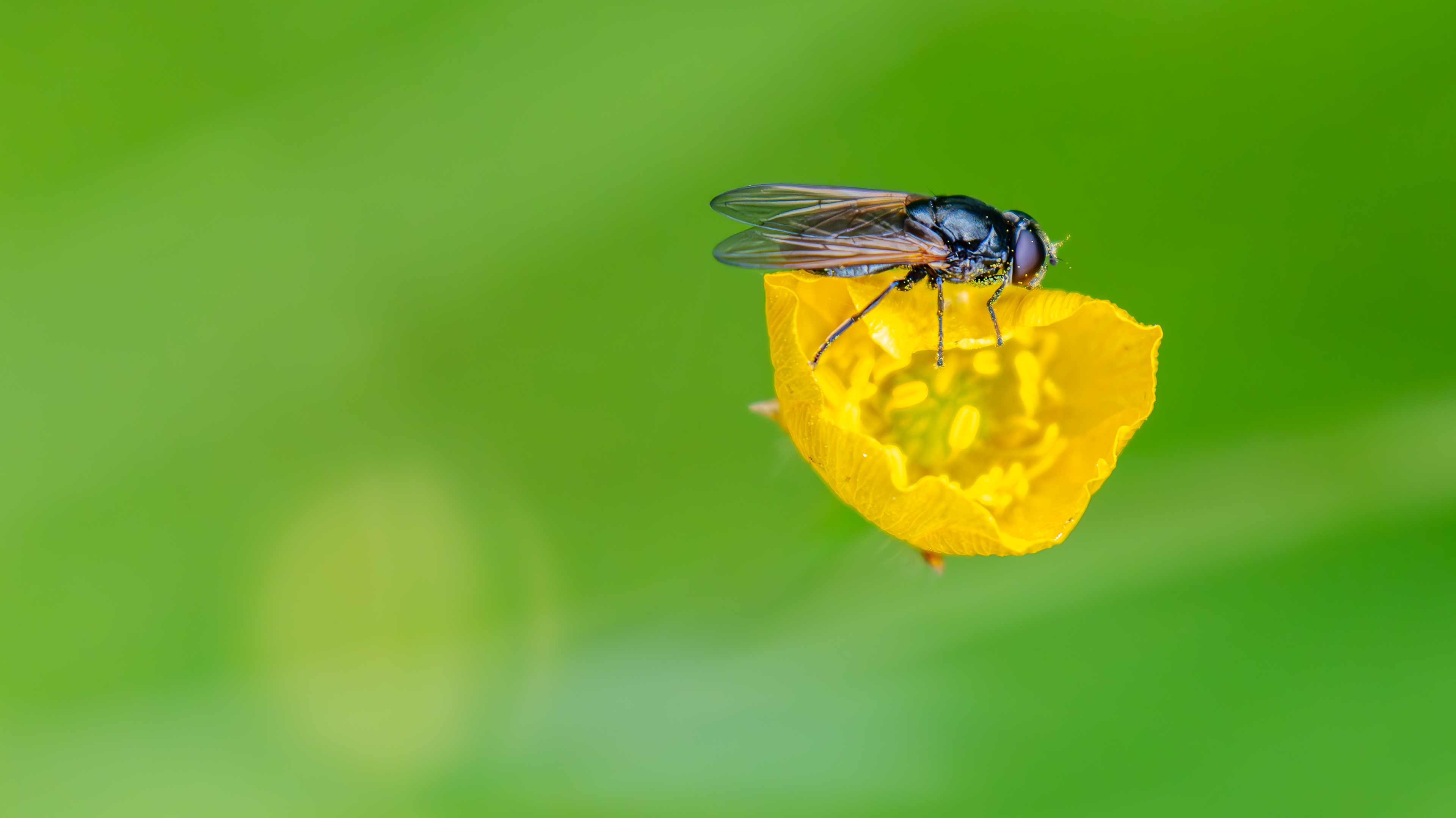 Erzschwebfliege