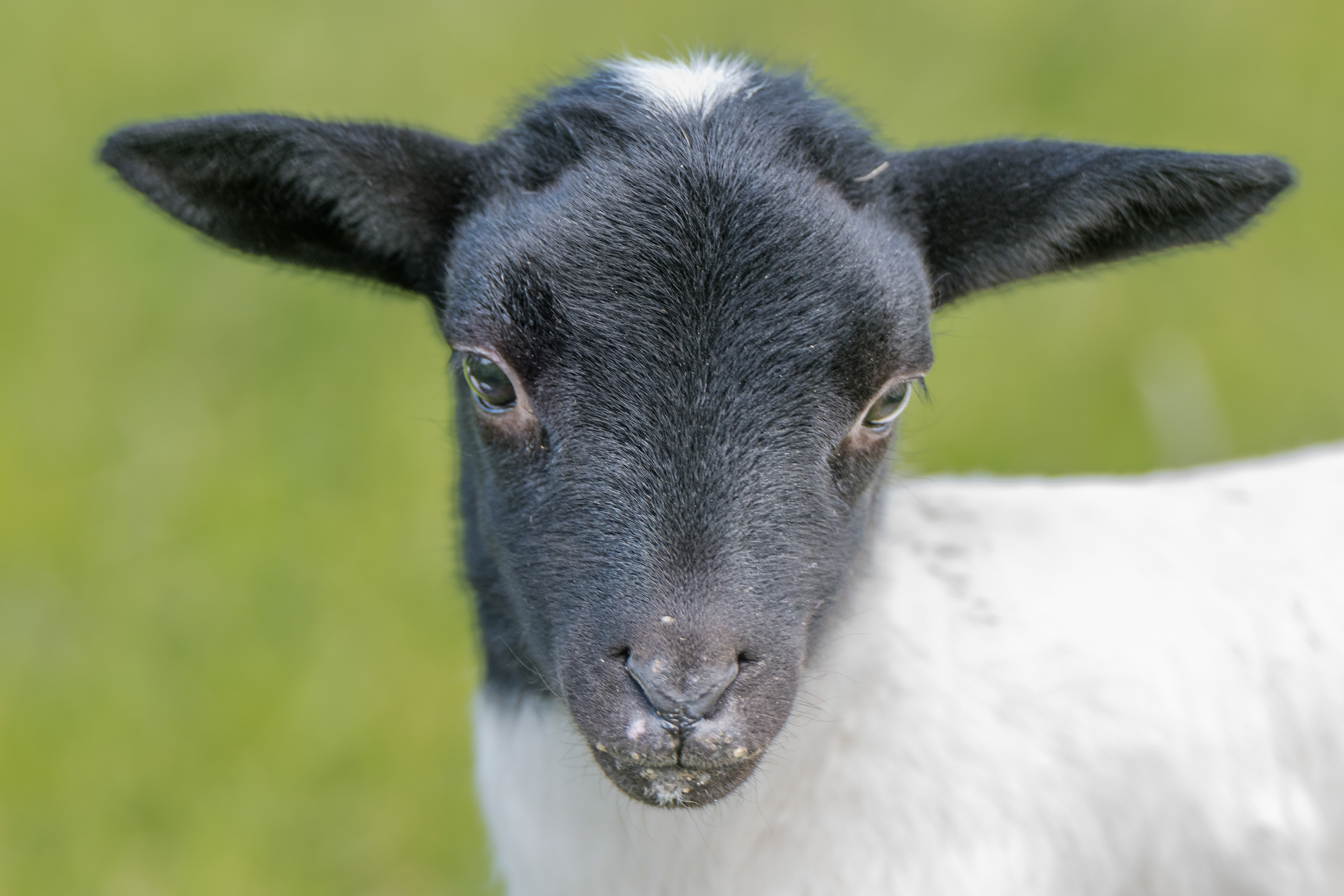 Mähh... am 20. April 2025