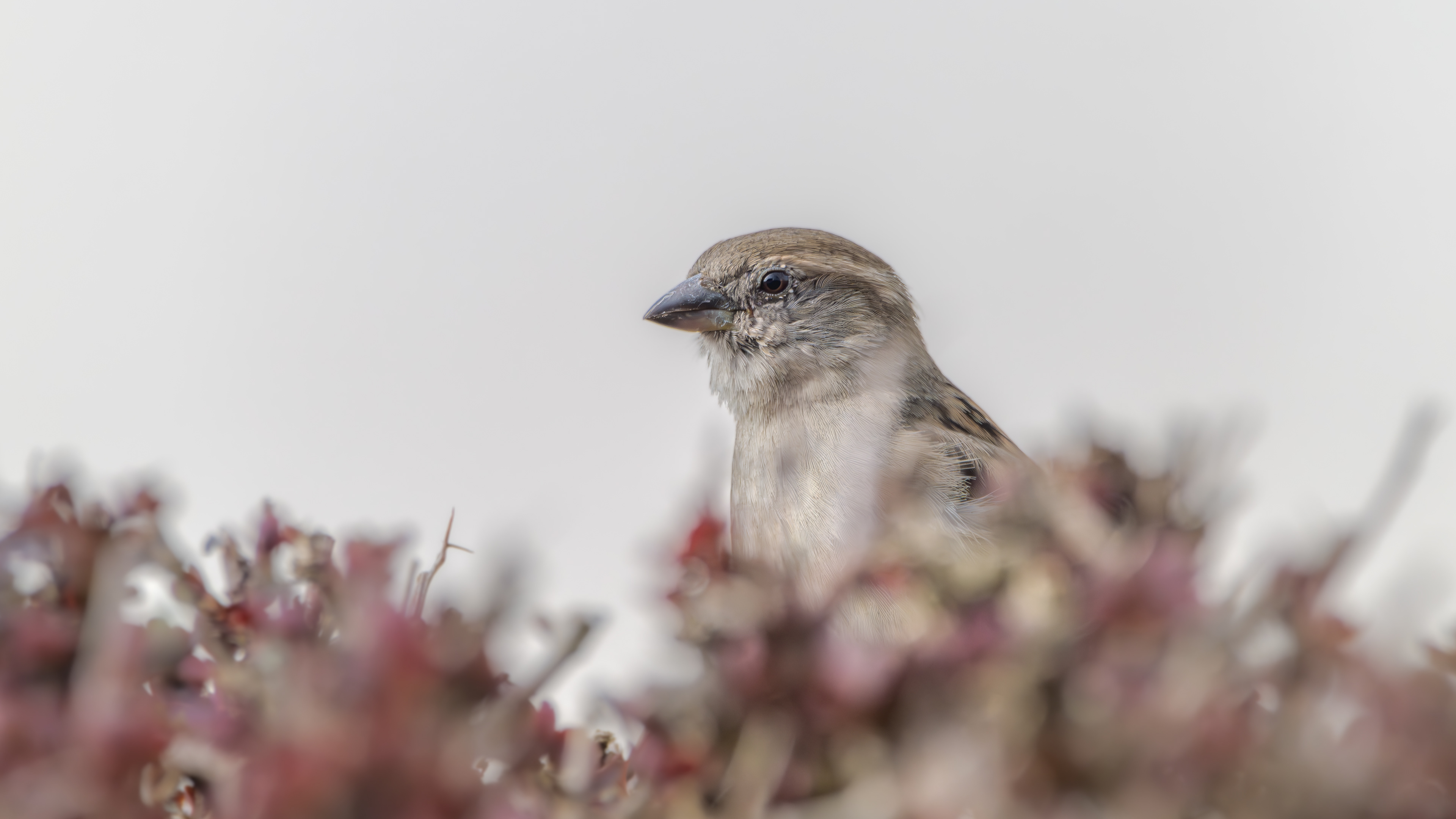 Mein Spatz am 22.03.2024