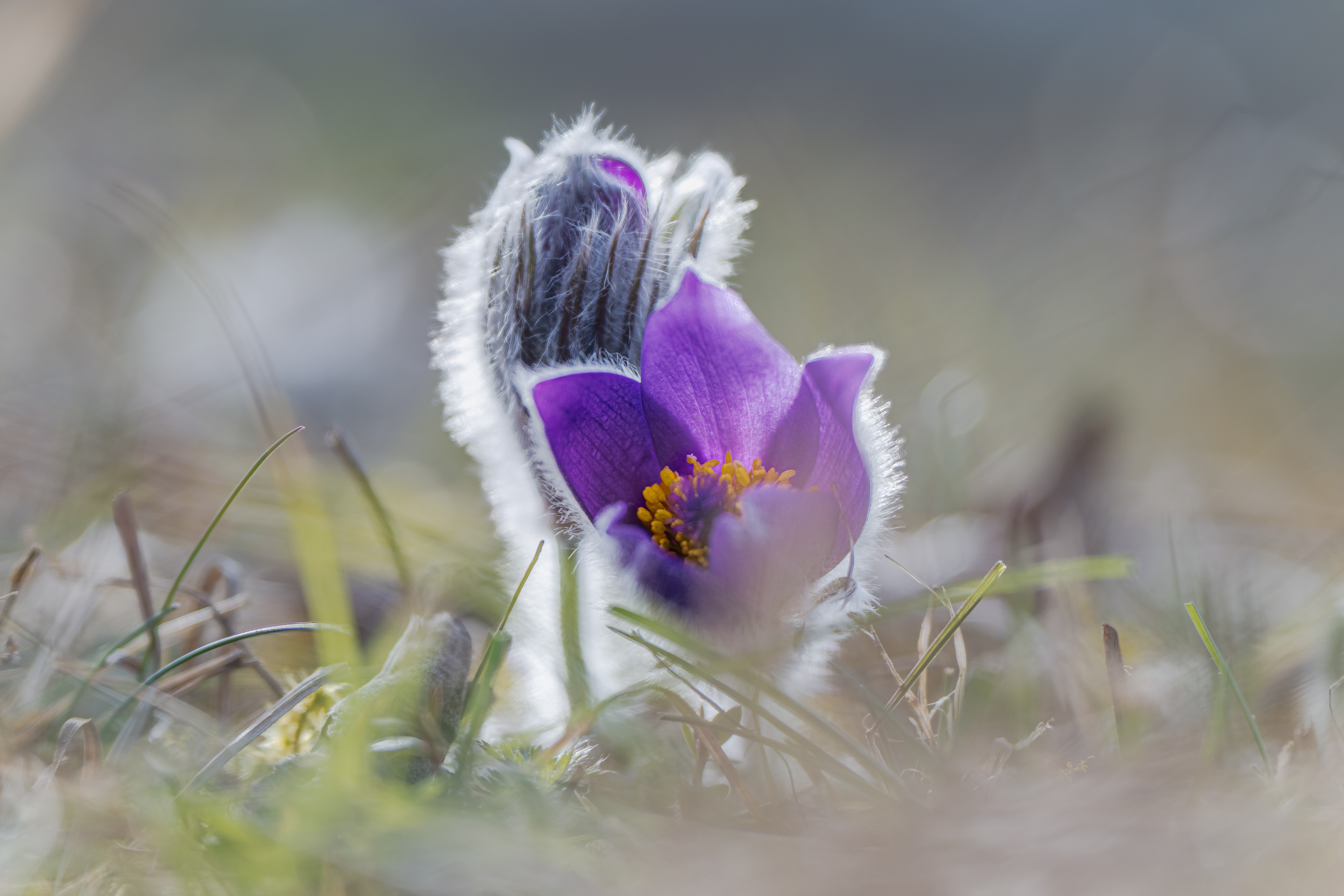 04.03.2025 -  Schwäbische Alb bei Schopfloch weitere Küchenschellen (Pulsatilla)