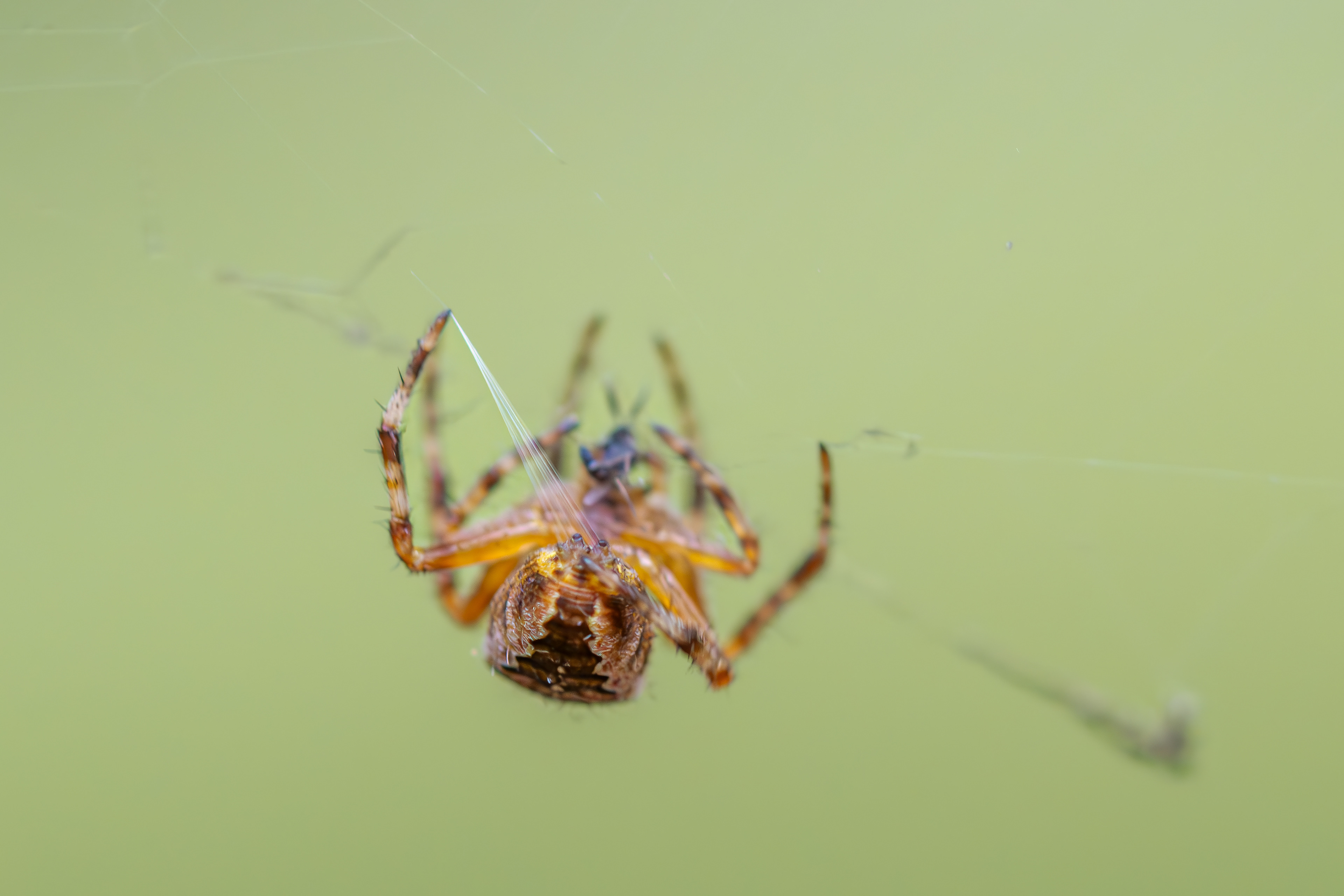 Gartenkreuzspinne am 26.07.2024 spinnt