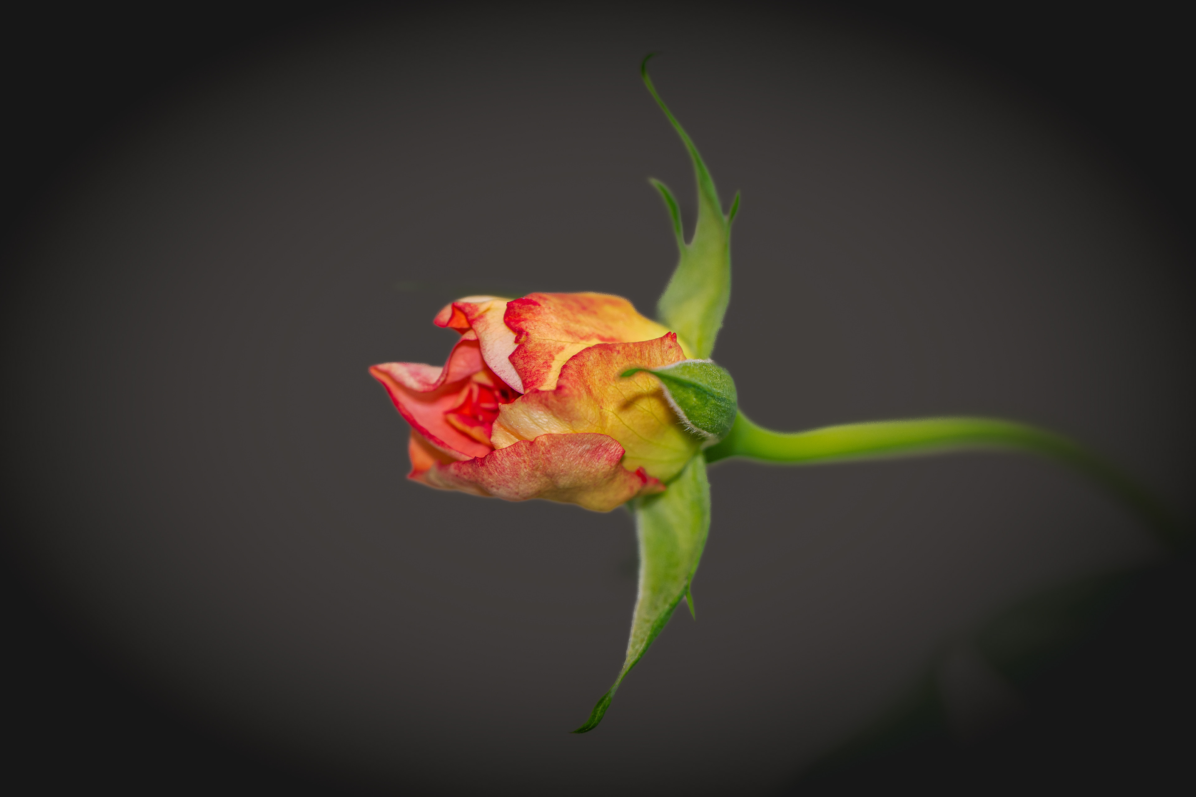 Rose am  14. Mai 2025