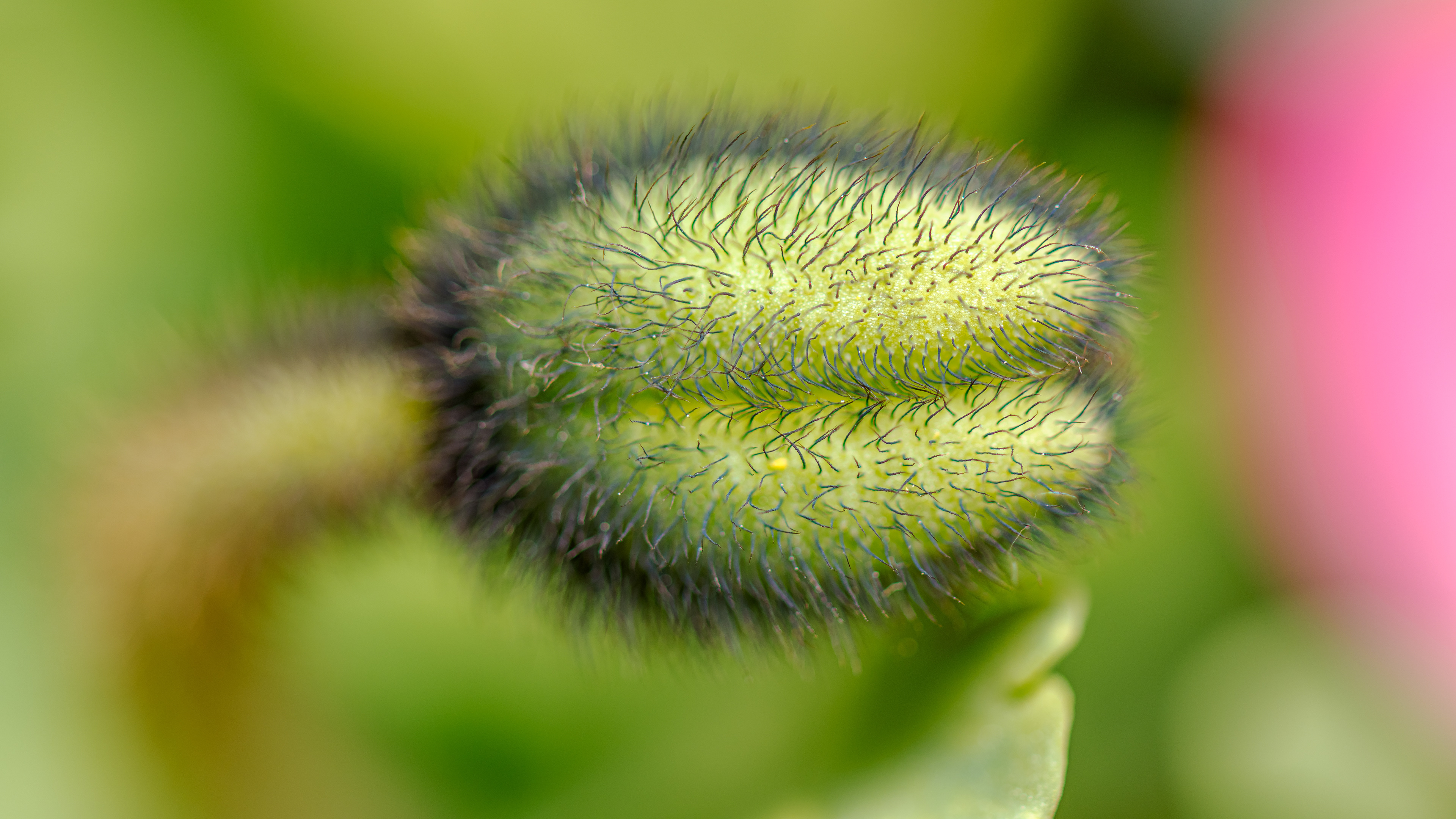 Mohn am 10. Mai 2025