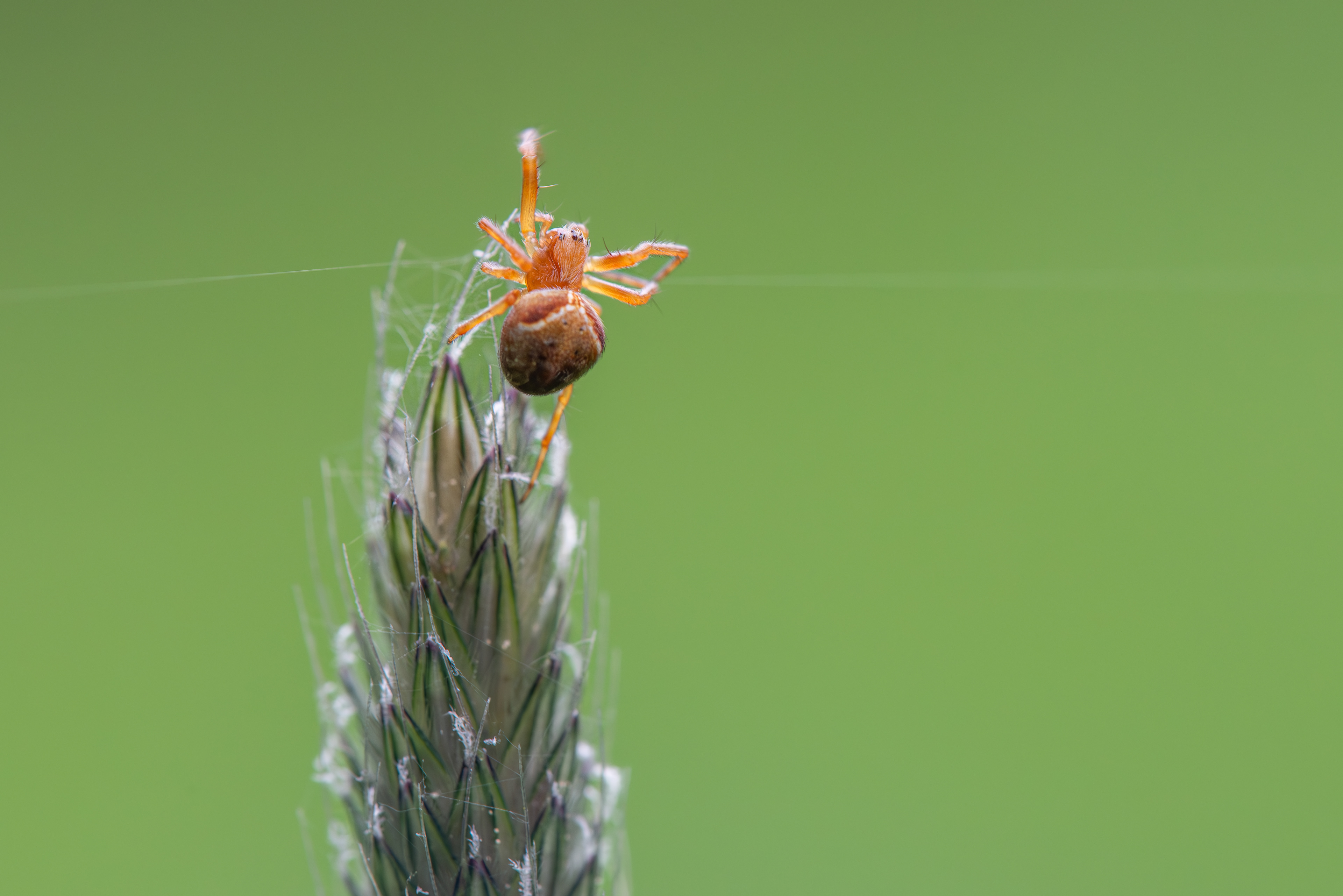 Cycliosa Fuliginata