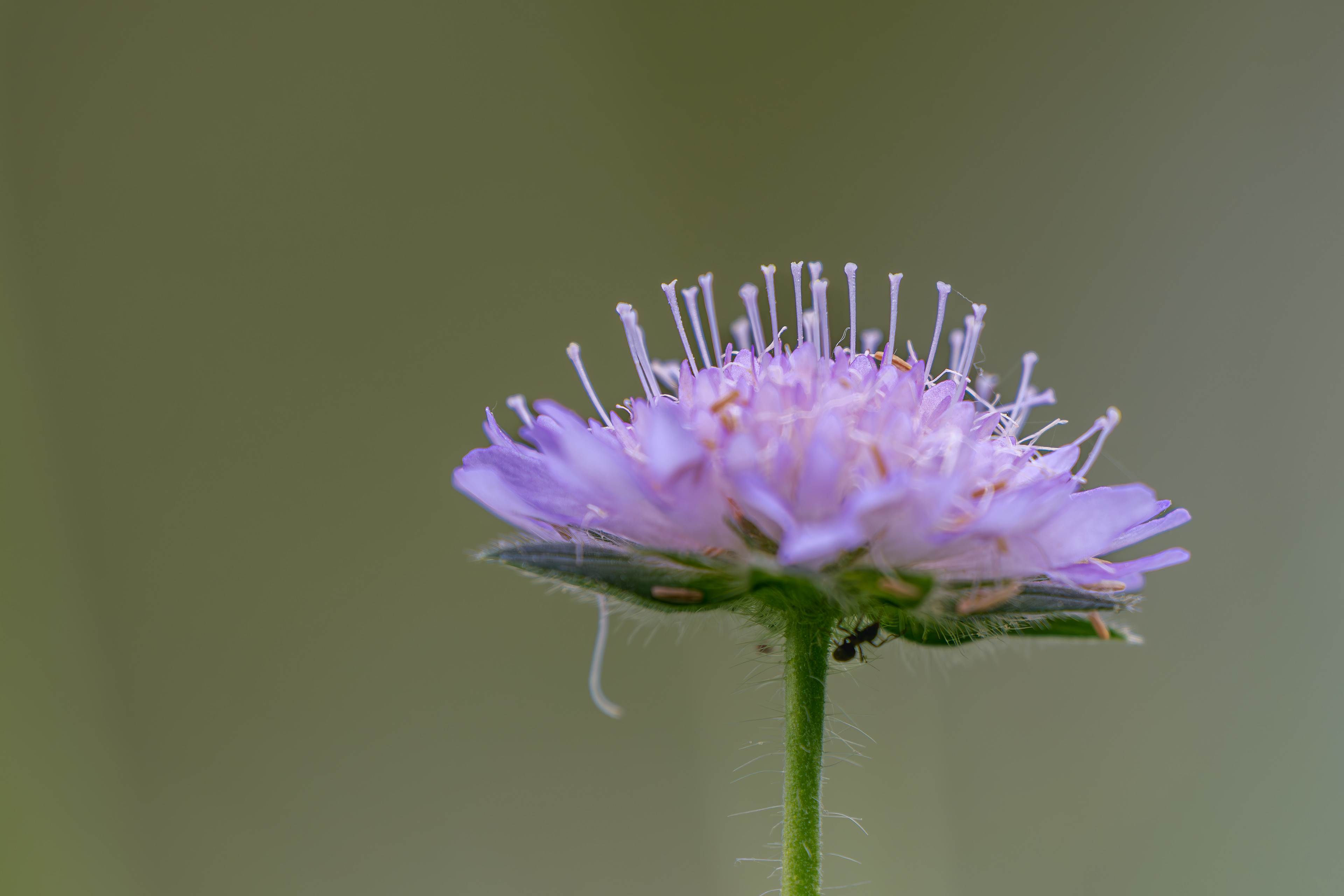 Acker-Witwenblume