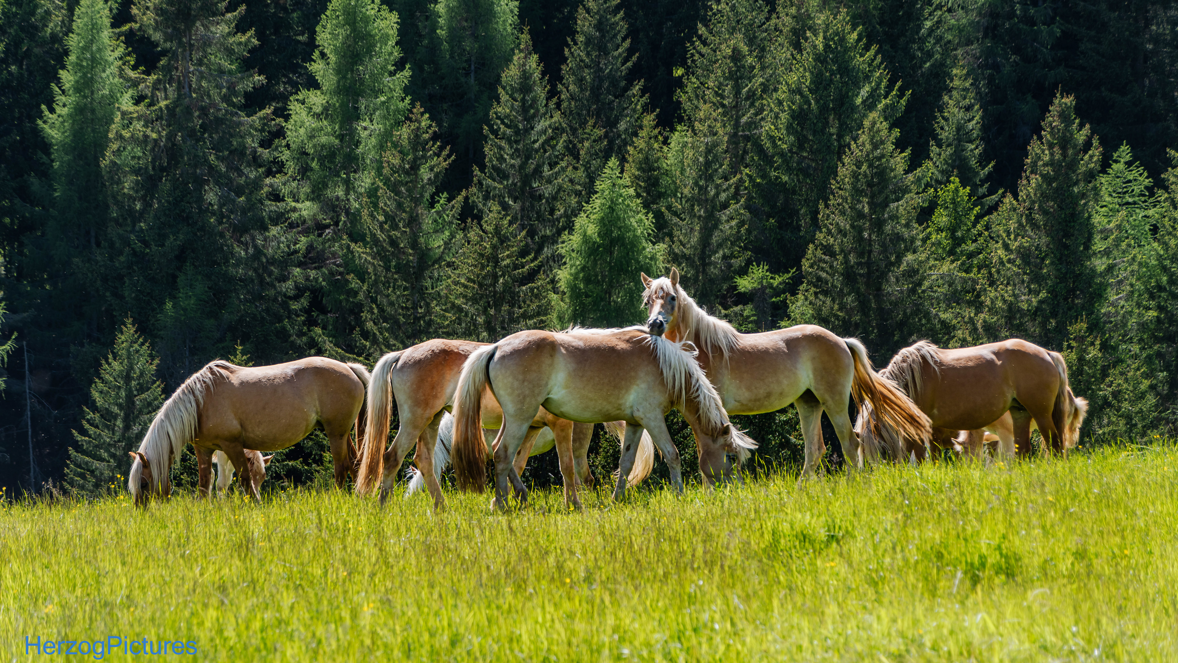 Haflinger am 29. Mai 2025