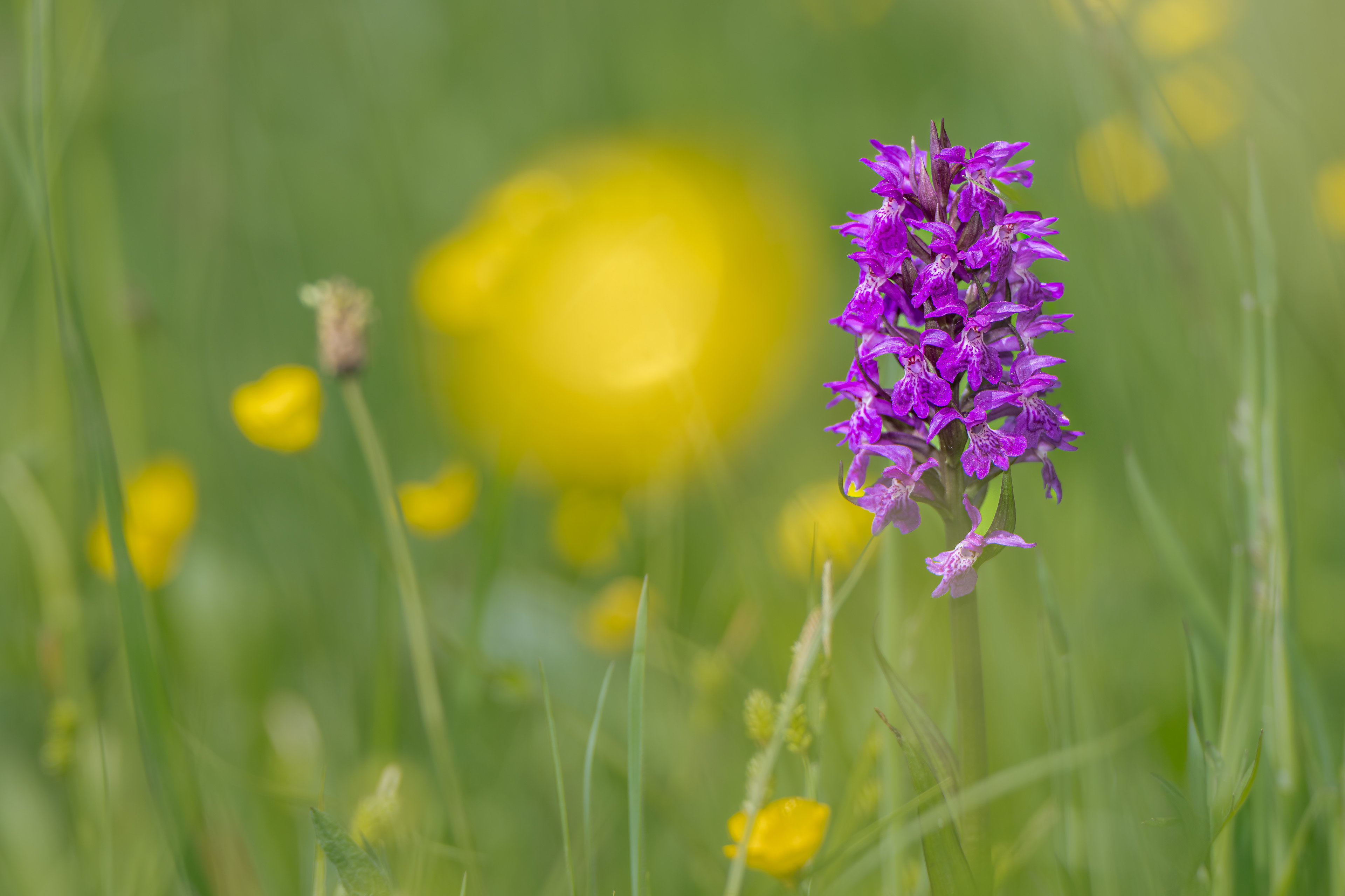 Knabenkraut am 6. Mai 2025