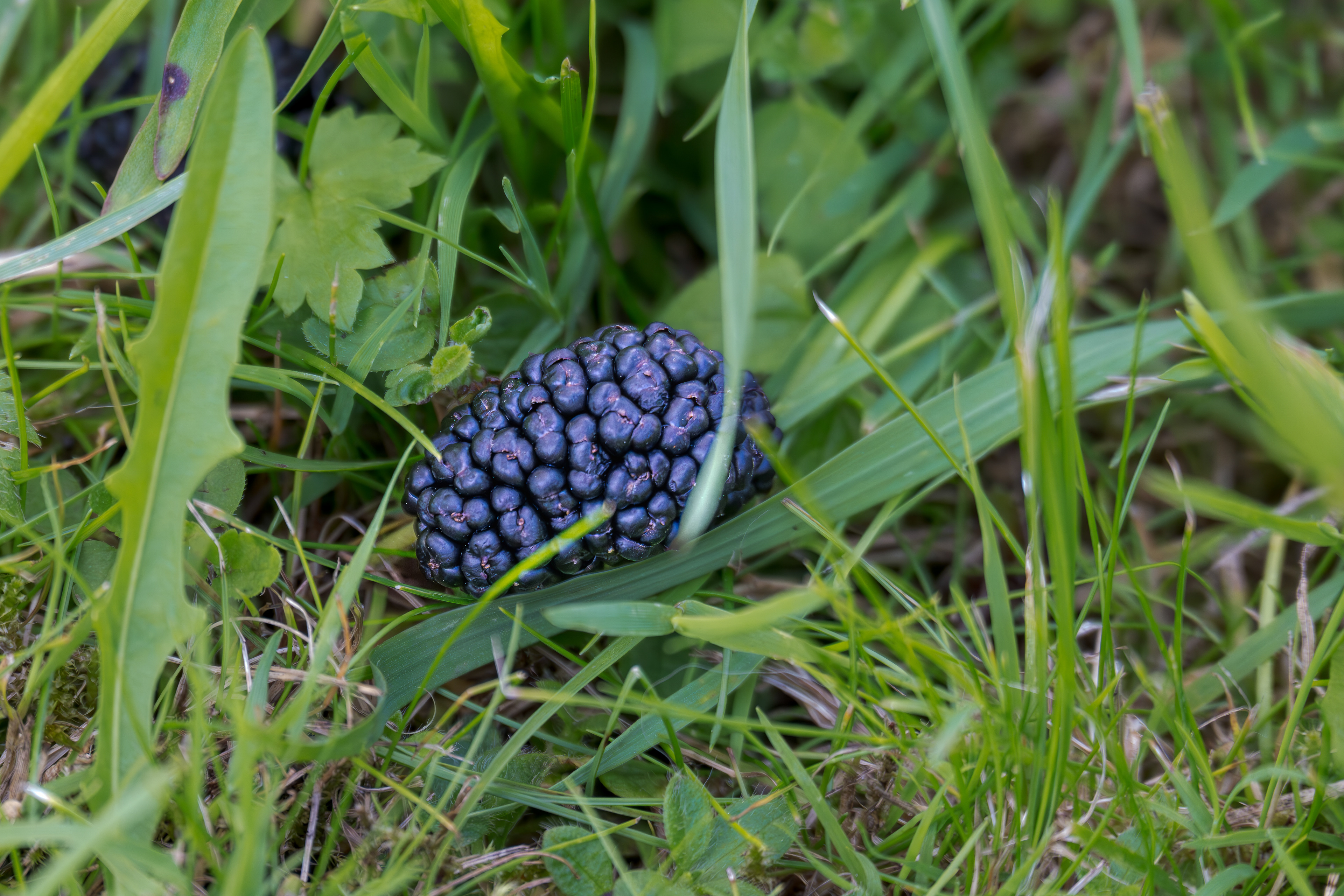 Weiße Maulbeere