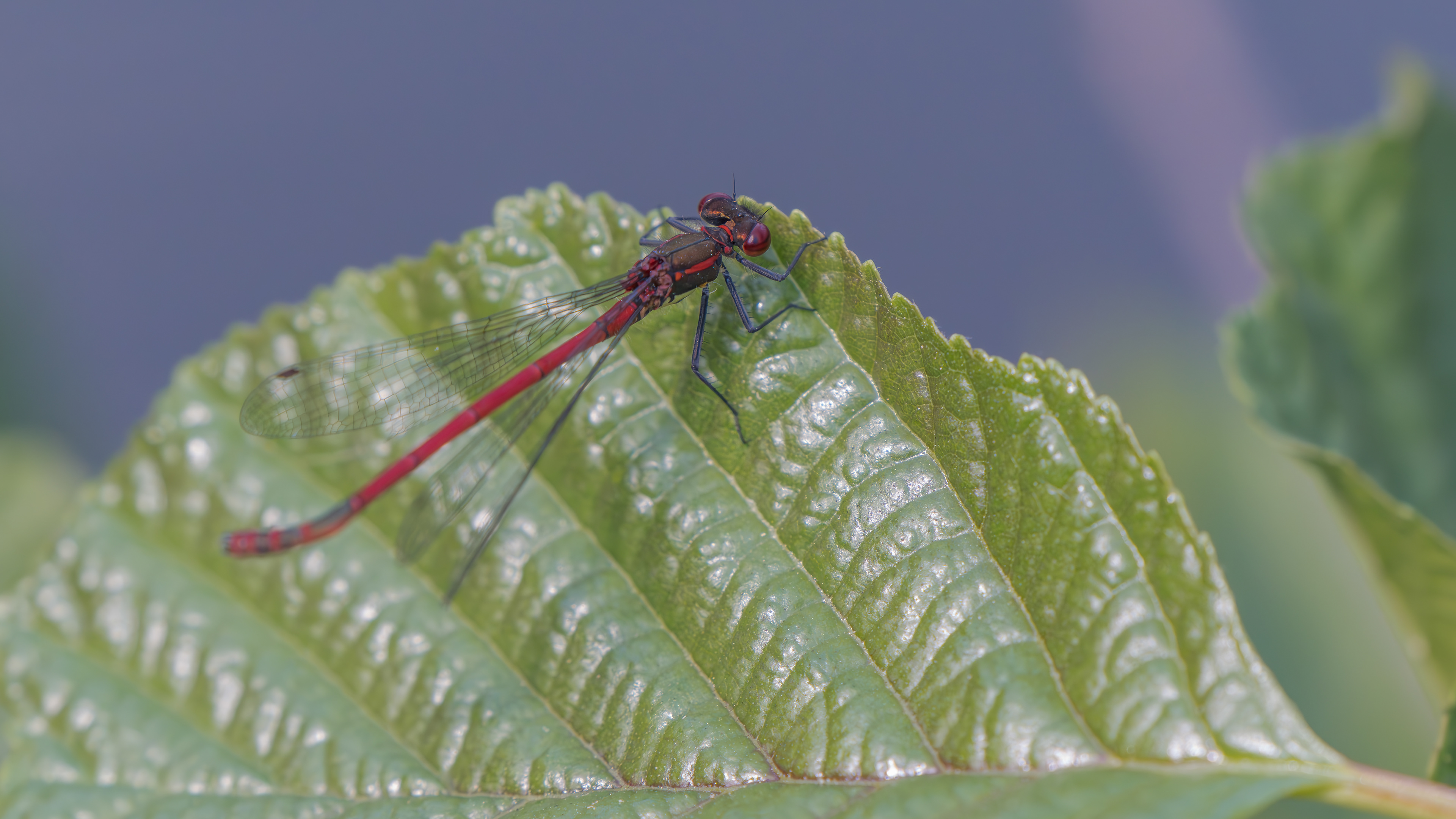 Frühe Adonislibelle