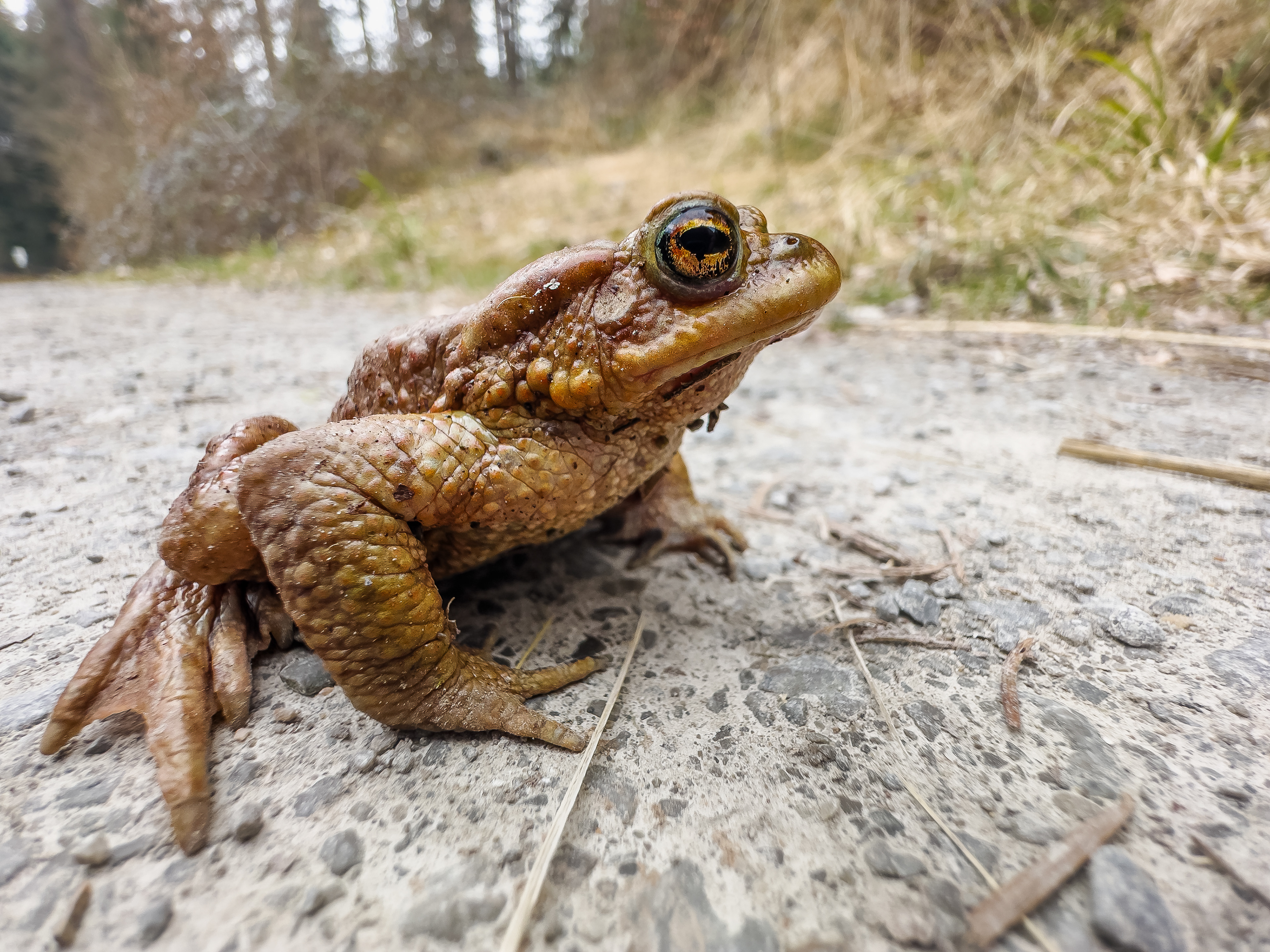 Krötenwanderung am 23.03.2025