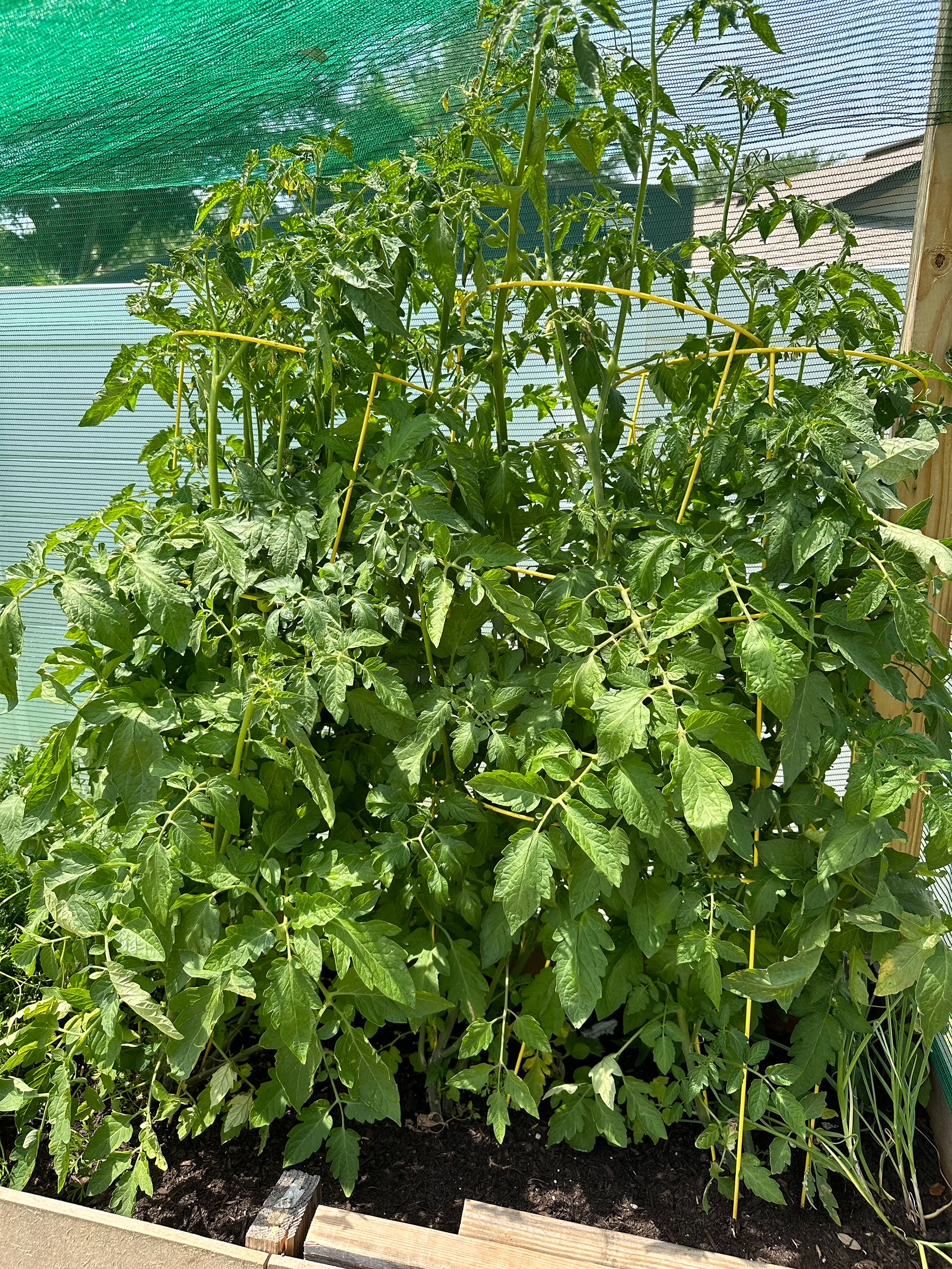 My tomatoe vines from this spring 2024