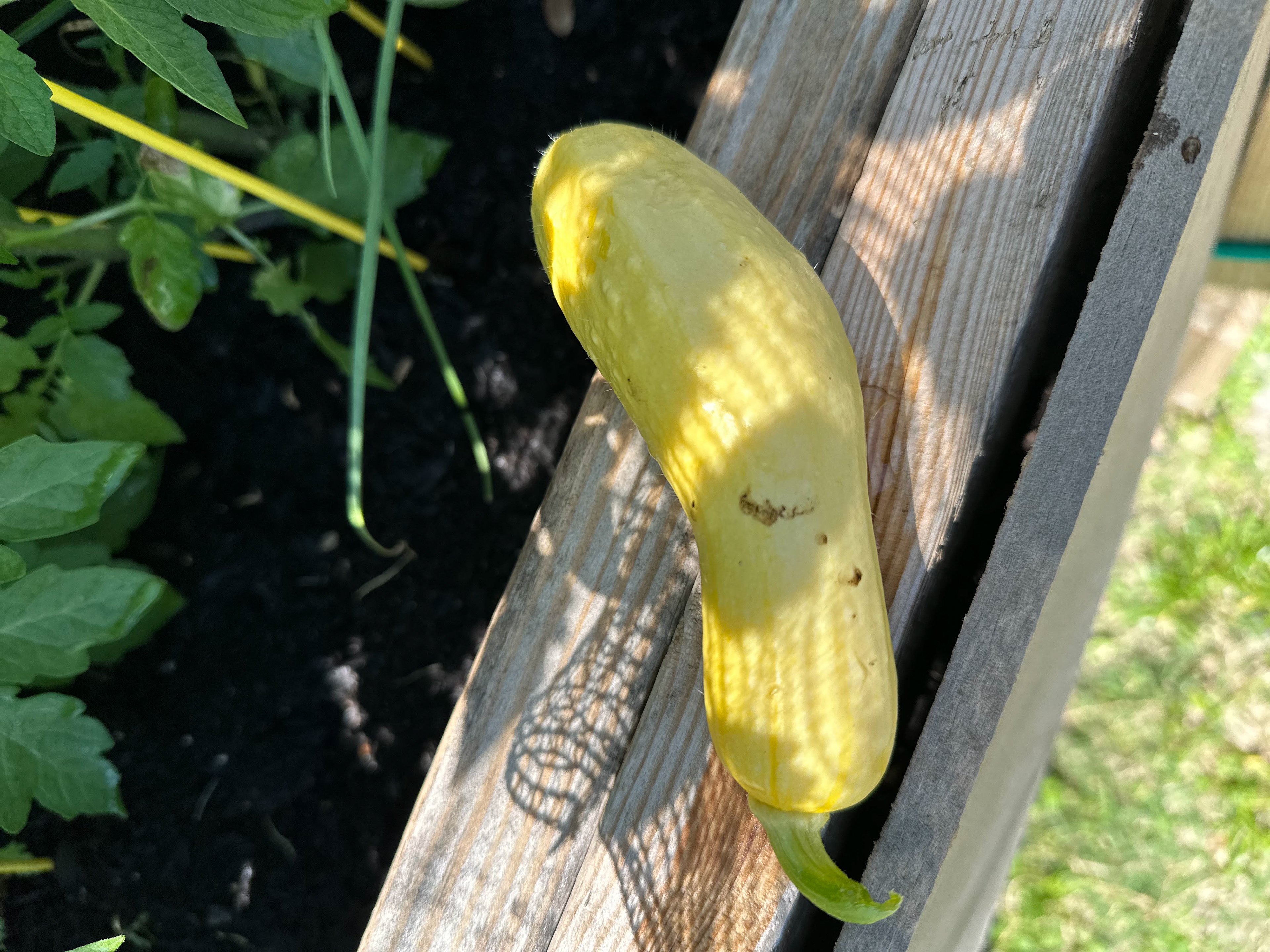 Part of my first crop of yellow squash 2024
