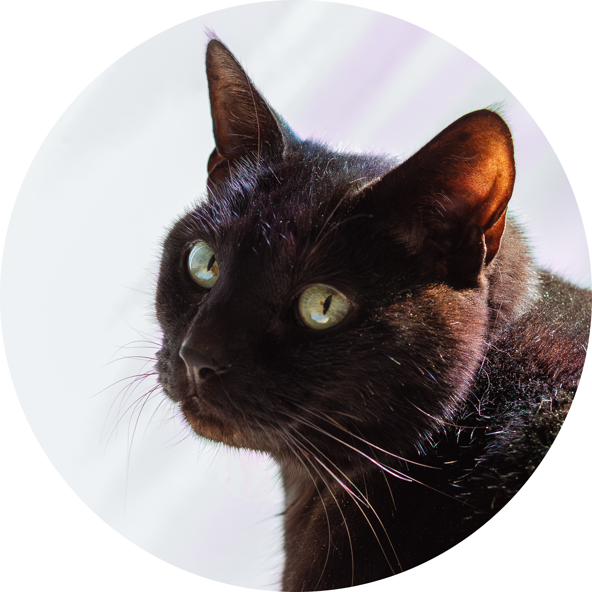 fotografia retrato de mascota gato negro